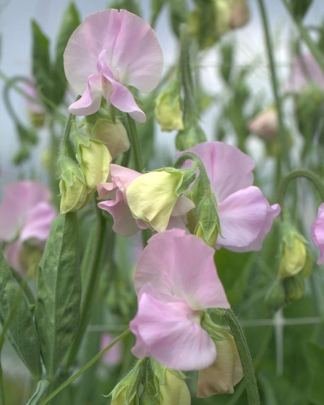 Winter Sunshine Opal erteblomst frøpakke fra Blomsterhagen