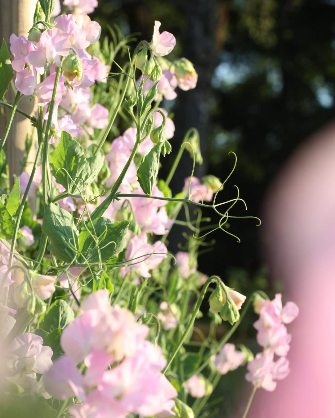 Erteblomst Winter Sunshine Opal med store fersken og aprikos blomster