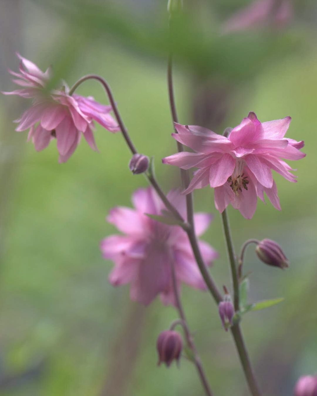 Akeleie Rose Barlow blomster i detalj med doble kronblad i rosa toner
