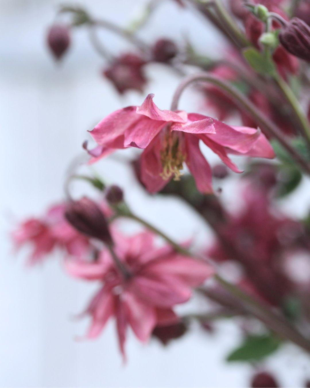 Nærbilde av Akeleie Rose Barlow sine grasiøse, nikkende blomster i rosa