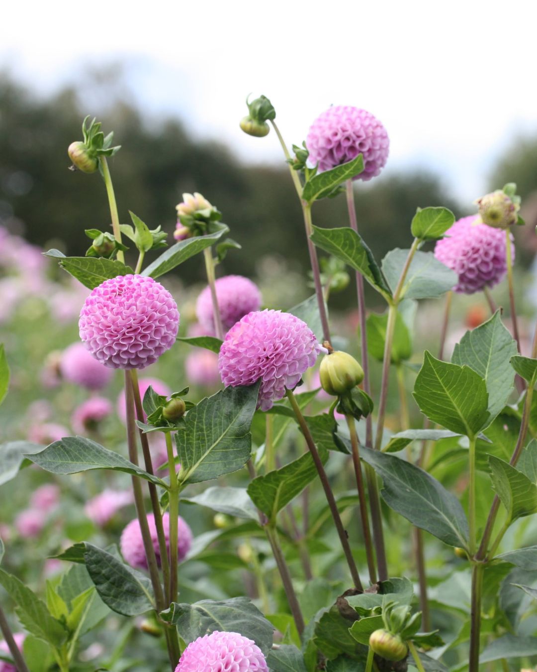 Nærbilde av Georgine Frank Holmes med rund lavendelrosa pompomblomst