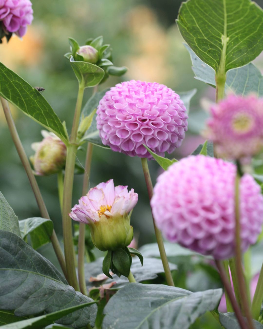 Frank Holmes georgine med karakteristisk lavendelrosa pompomform
