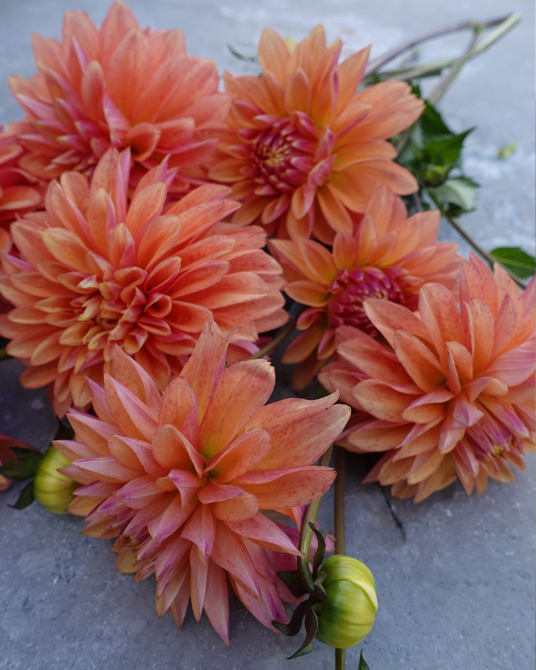 Georgine Kick Off med vakre gyllen-rosa-fersken nyanser