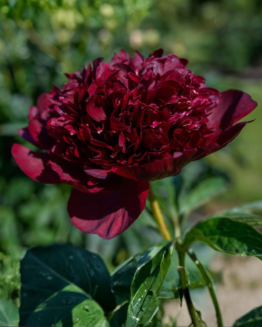 paeonia pion black beauty med fylte blomster i dyp burgunder