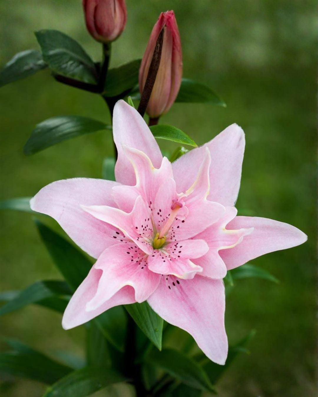 Lilje Elodie - fylt asiatisk lilje i myk rosa med pollenfrie blomster