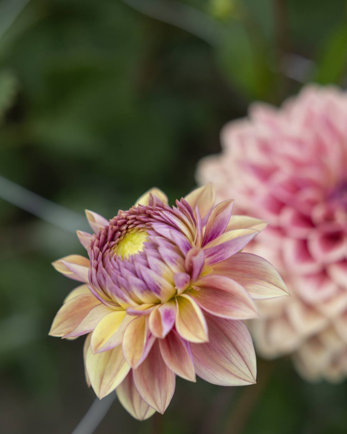 Dusty Beauty dekorativ georgine med dempet fargespill i støvet rosa med innslag av lys kremgul.