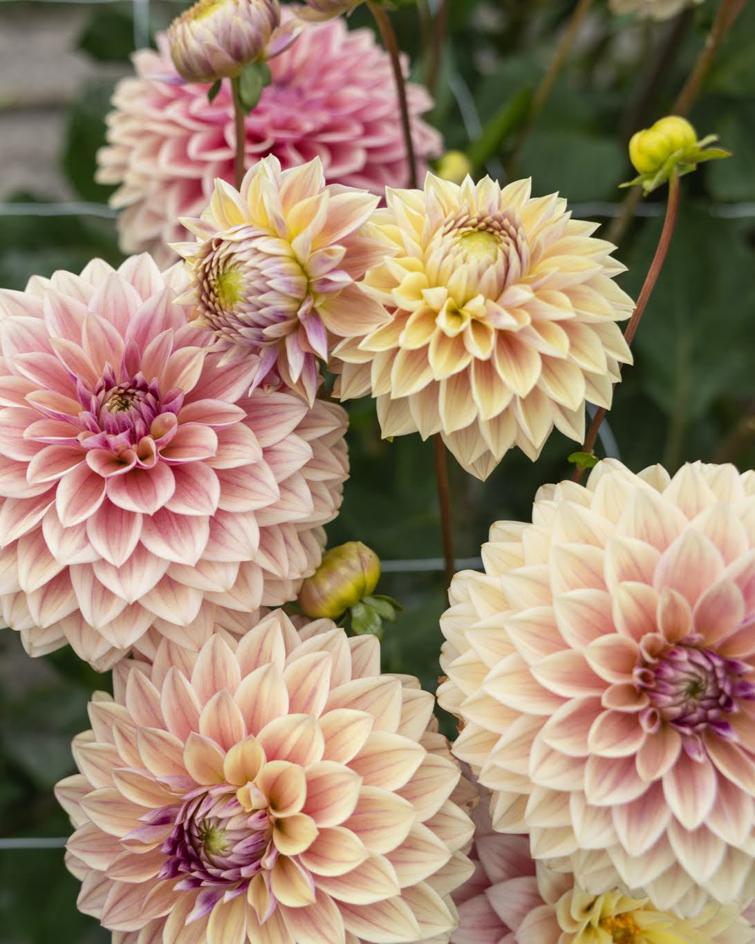 Dusty Beauty dekorativ georgine med dempet fargespill i støvet rosa med innslag av lys kremgul.