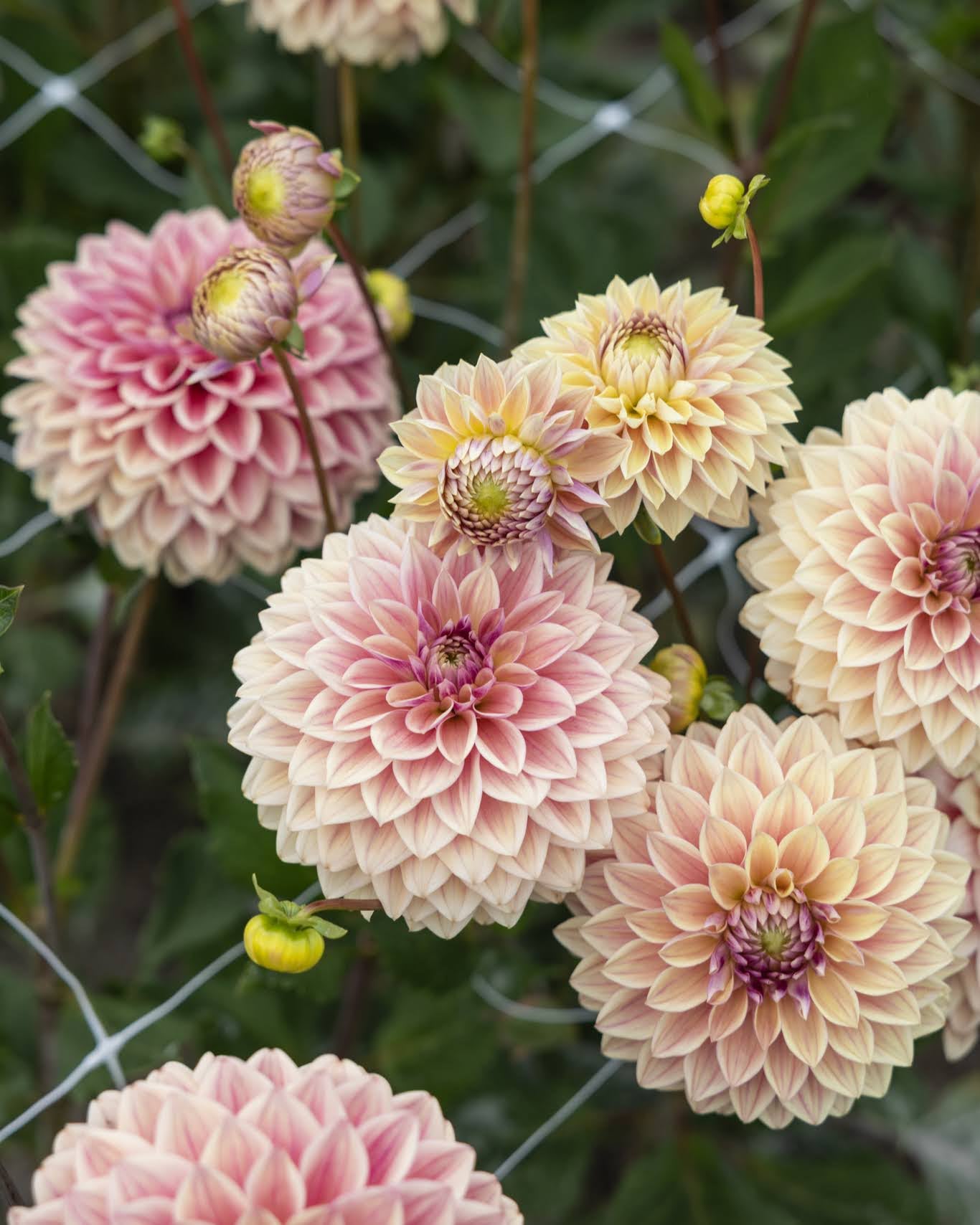 Dusty Beauty nydelig georgine med mange vakre pastell nyanser