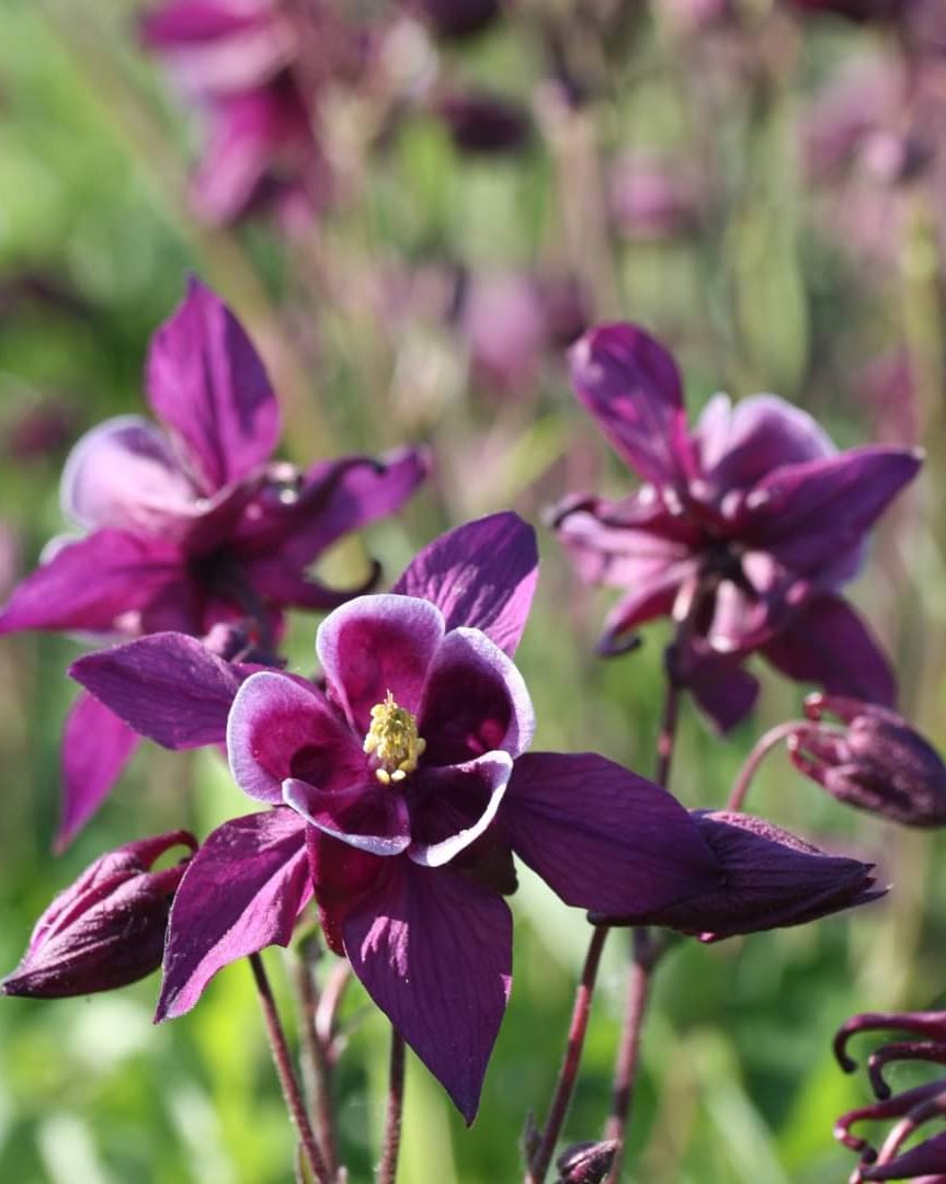 Akeleie Winky Purple White i hagen med flere blomster på samme stilk