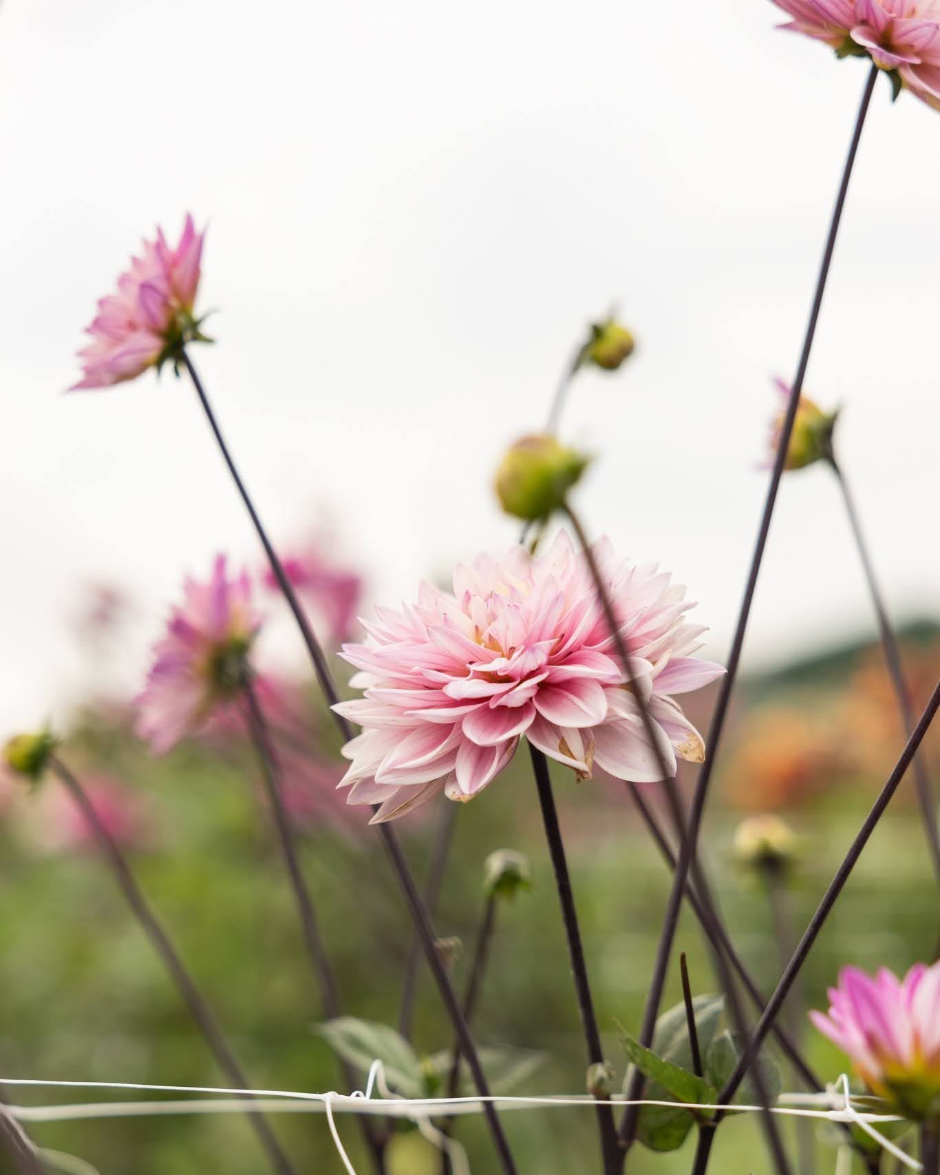 Dekorativ georgine Karma Prospero - kjølig rosa blomster ideell som snittblomst