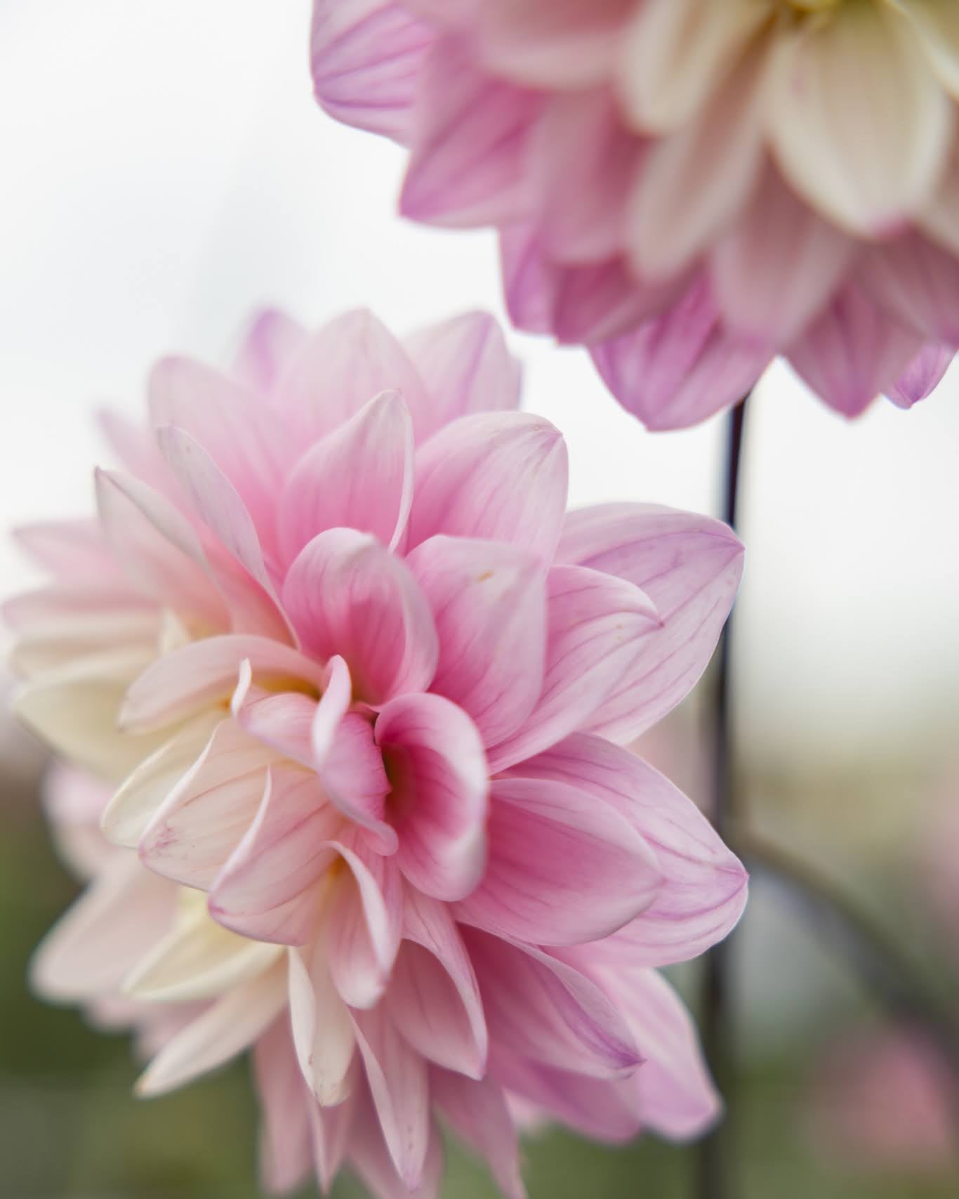Karma Prospero georgine - dekorativ sort med blomster høyt over planten