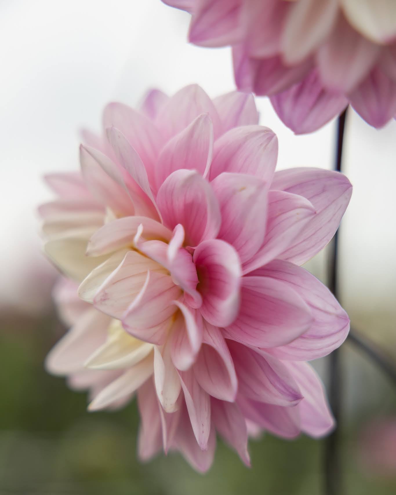 Georgine Karma Prospero - dekorativ georgine i frisk kjølig rosa med lange stengler