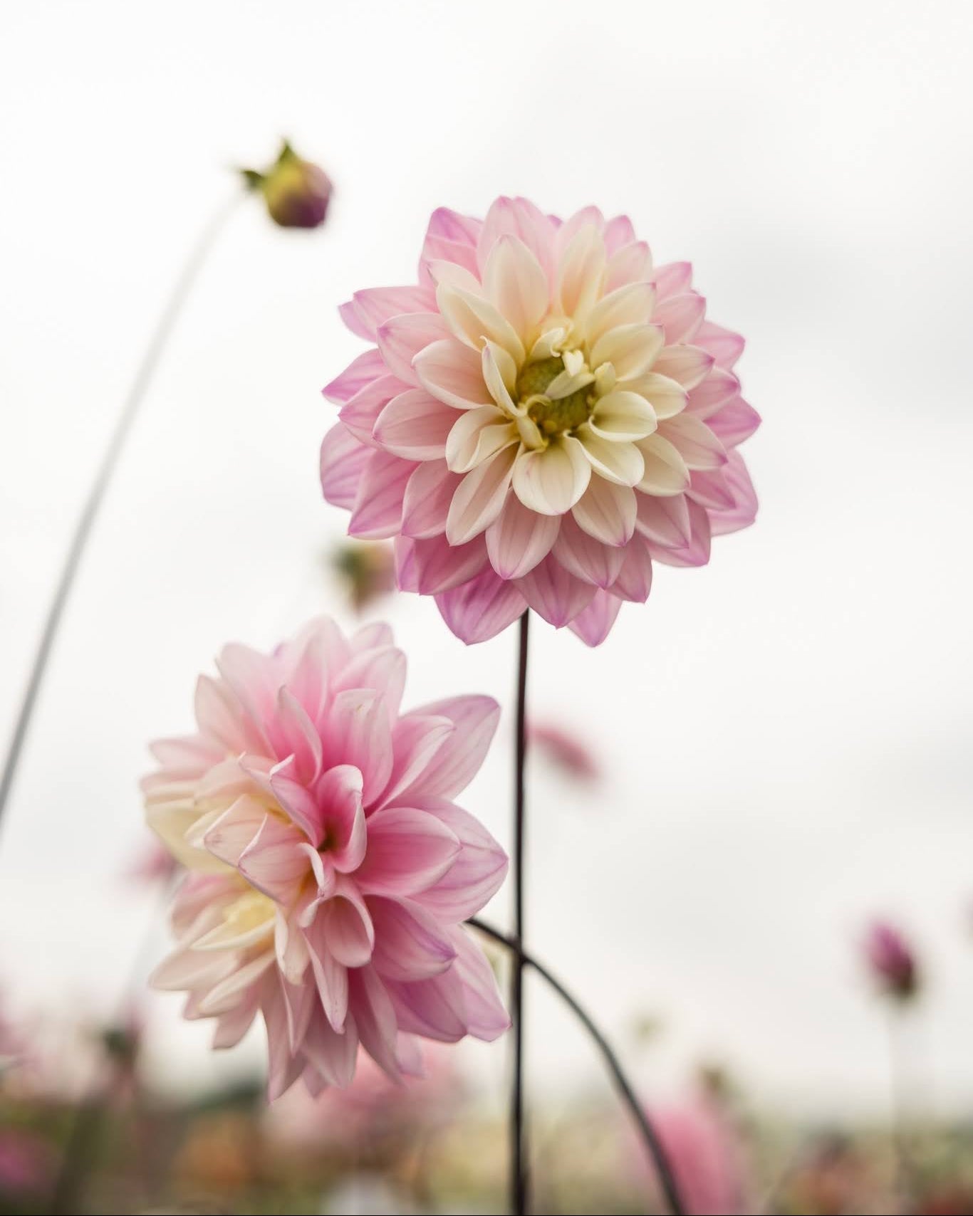 Dahlia Karma Prospero som snittblomst - rosa dekorativ georgine perfekt for buketter