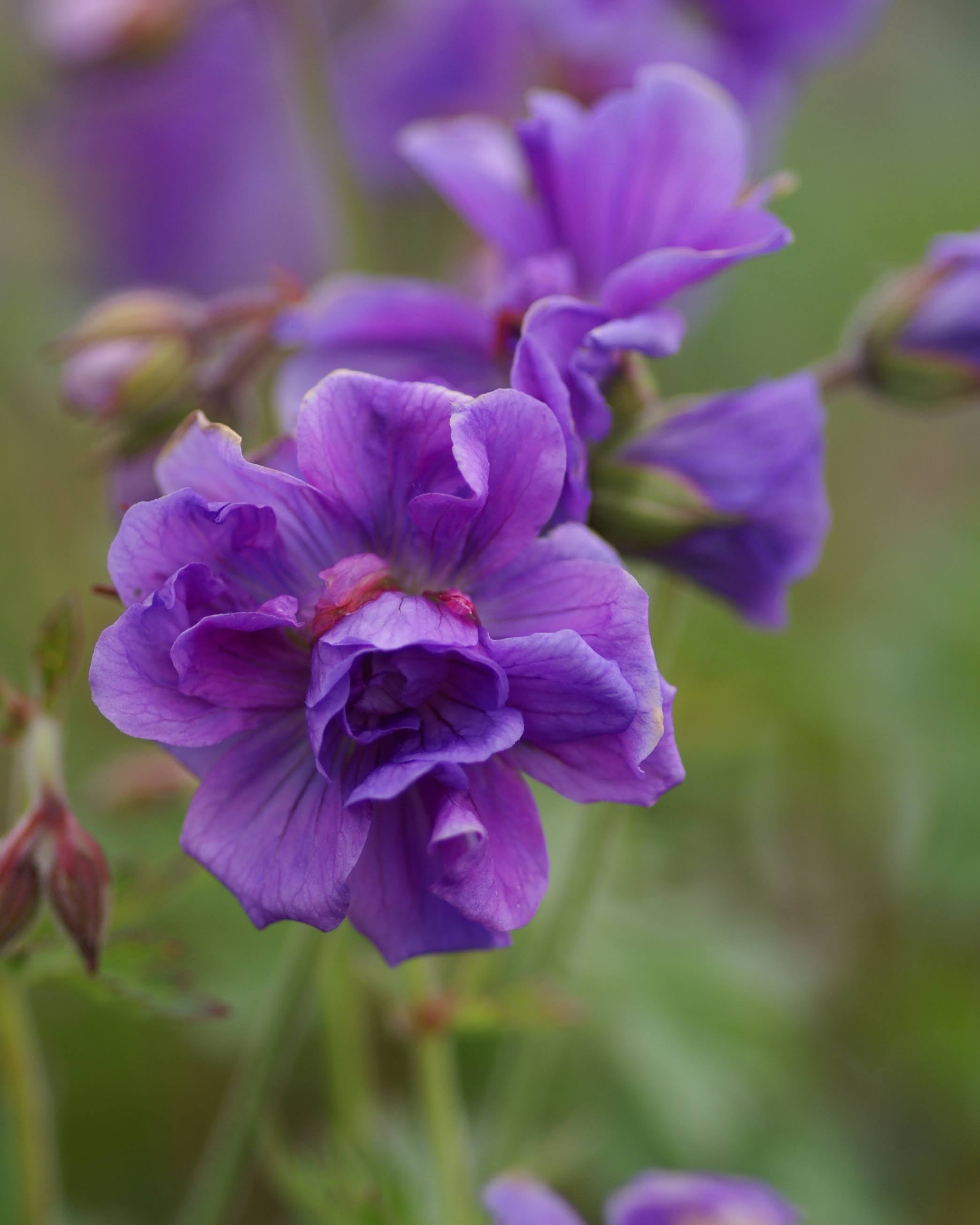 Geranium Plenum med fylte, blåfiolette blomster og frisk grønt bladverk