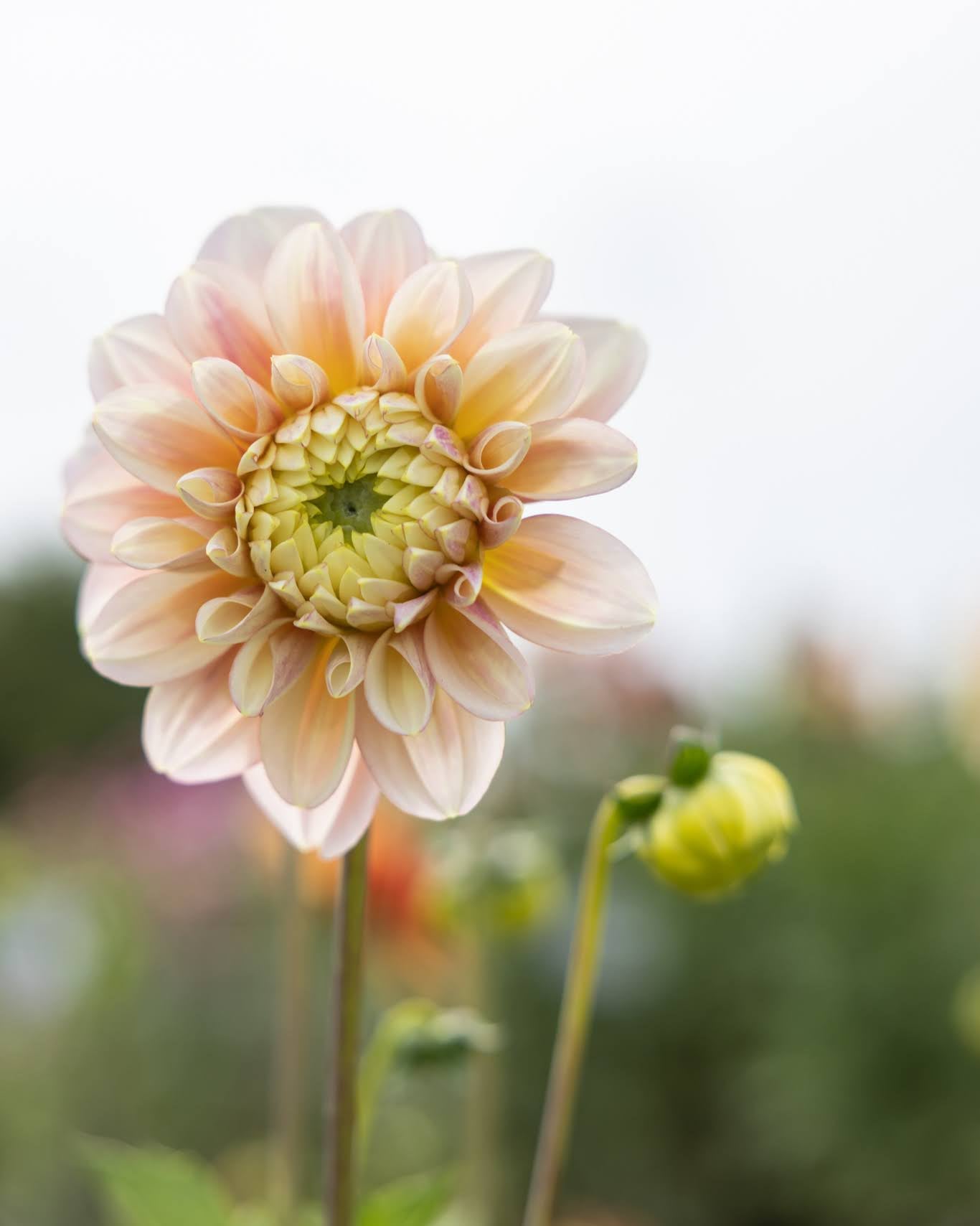 georgine Giovanna, dekorativ med blomster i lys varmrosa til krem og gyllent.
