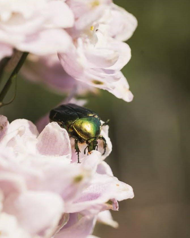 Gullbasse på Ridderspore Cherry Blossom White Bee - insektsvennlig blomst