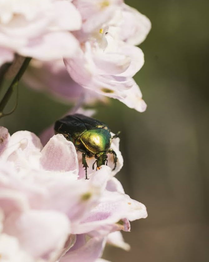 Gullbasse på Ridderspore Cherry Blossom White Bee - insektsvennlig blomst
