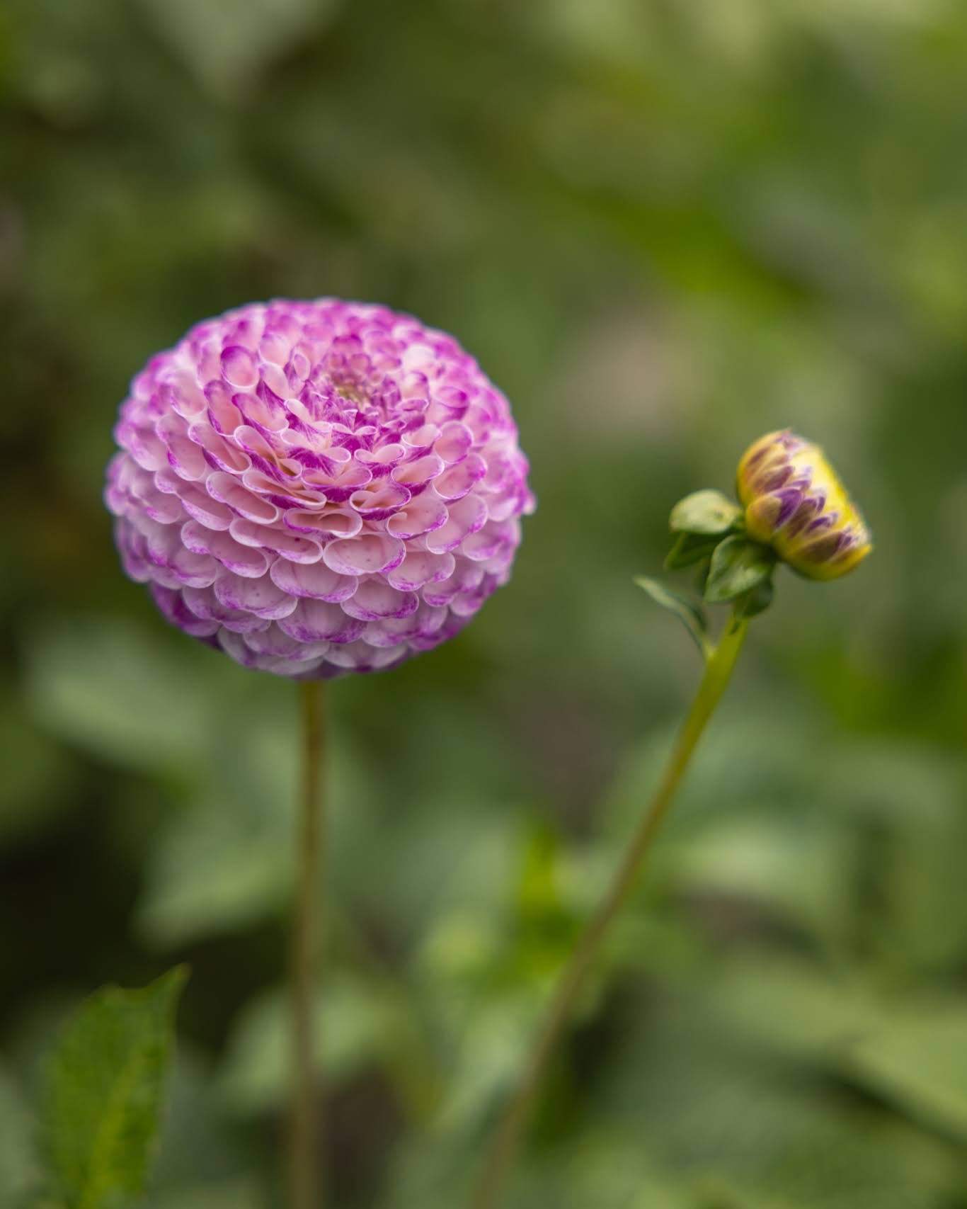 Georgine Hapet Compo - pompom dahlia i myke, varme pasteller med fargevariasjon