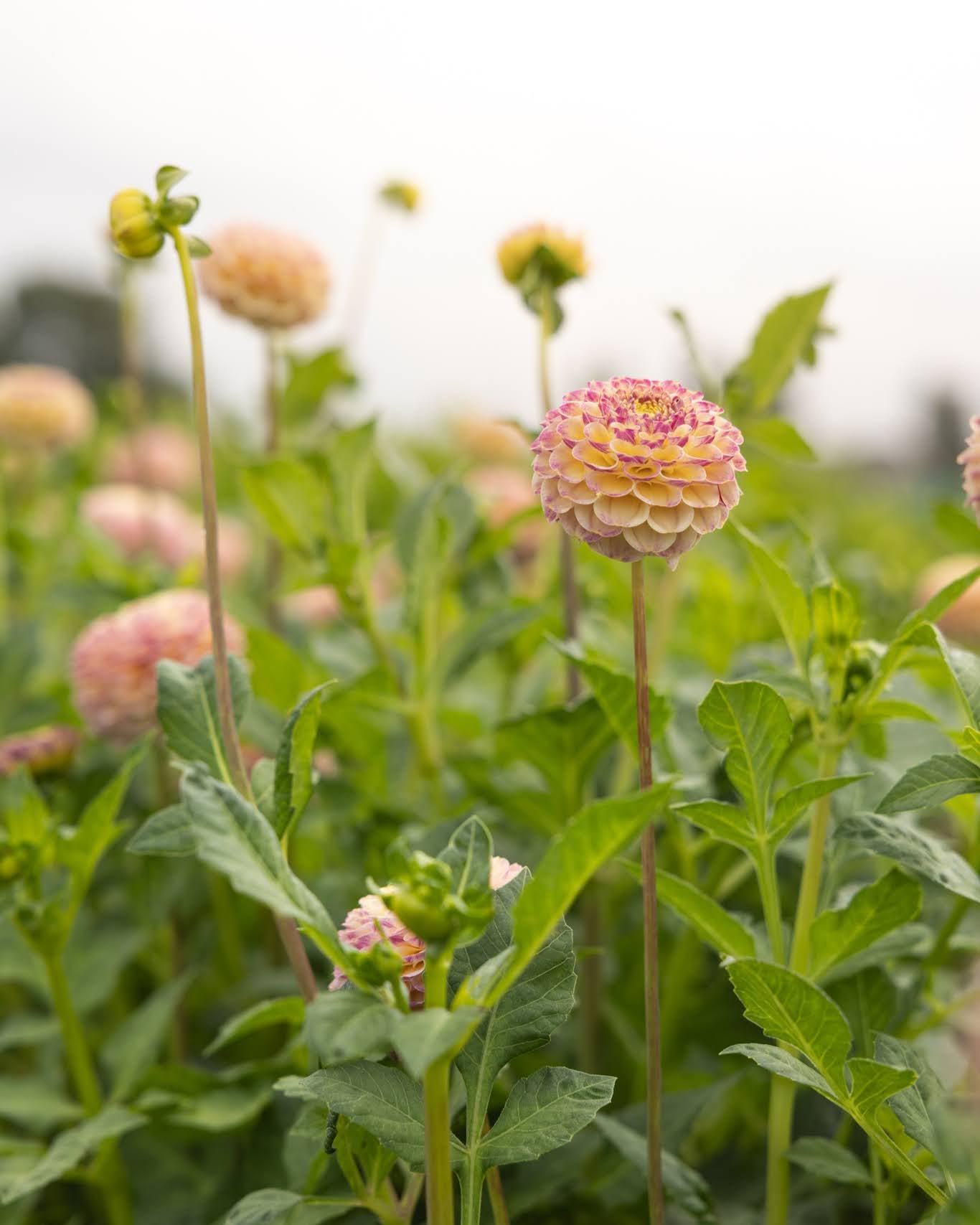 Hapet Compo - pompom georgine med varierende pastellfarger og fiolette nyanser
