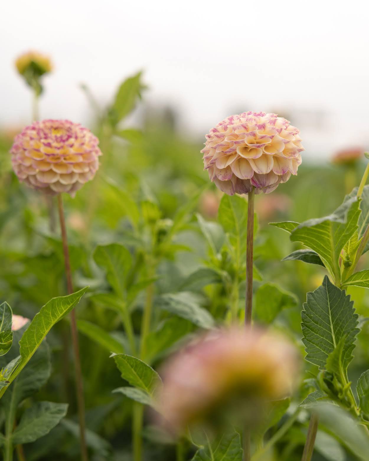 Dahlia Hapet Compo - pompomgeorgine i varme pasteller, perfekt som snittblomst