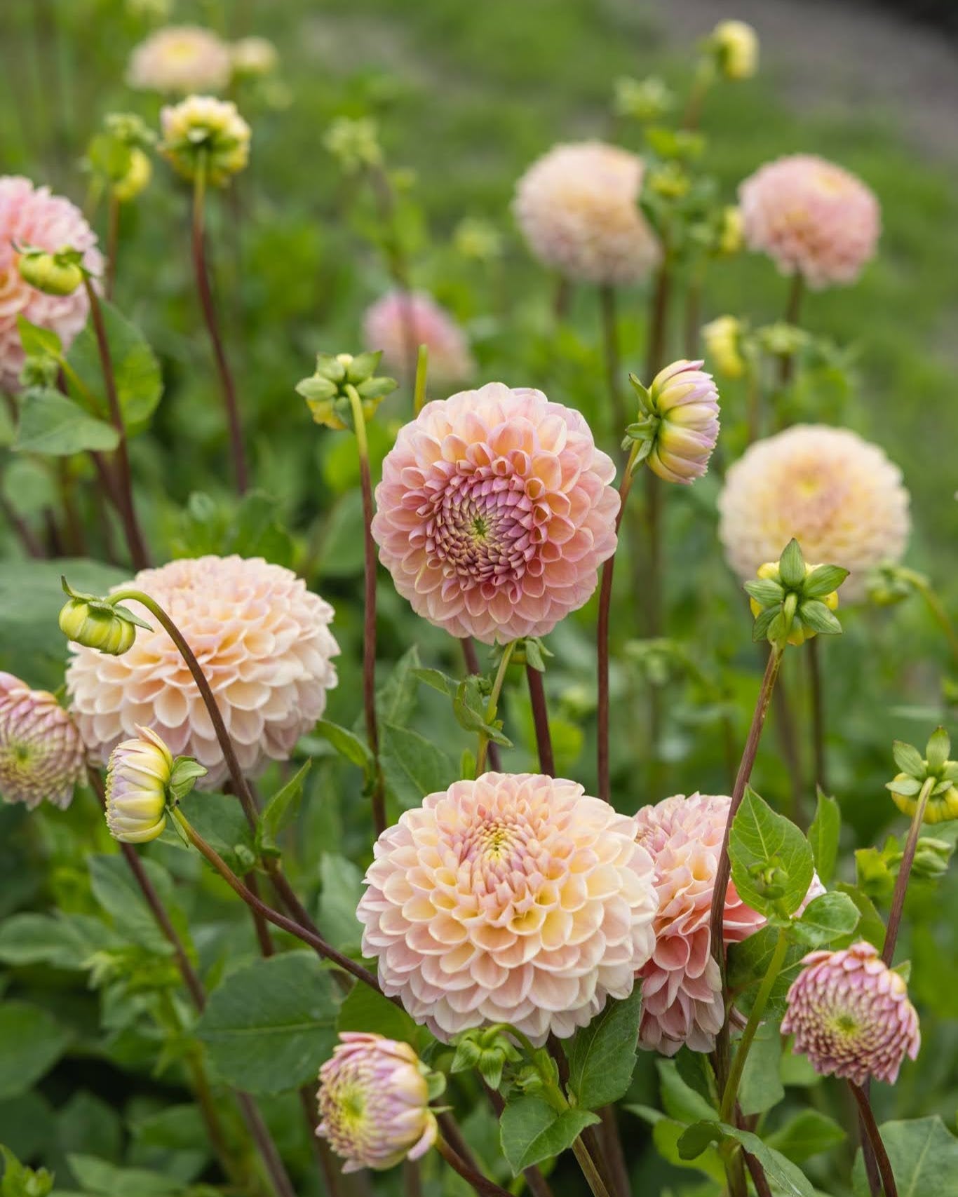 Dahlia Hapet Pastel - nærbilde av dekorativ georgine med sarte pastelltoner og myke overganger