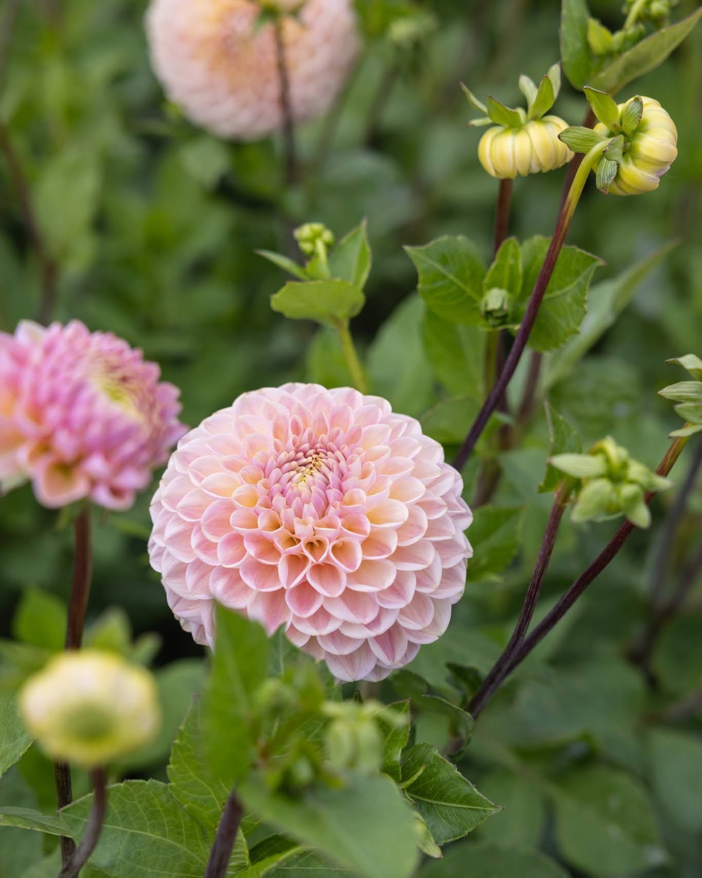 Hapet Pastel - dekorativ georgine i rosa og aprikos med myke fargeoverganger