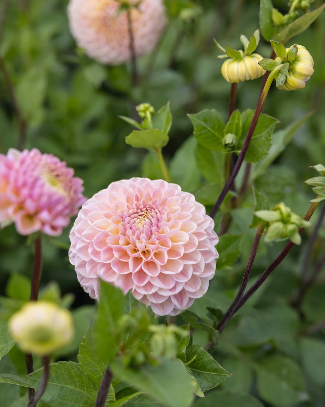 Hapet Pastel - dekorativ georgine i rosa og aprikos med myke fargeoverganger