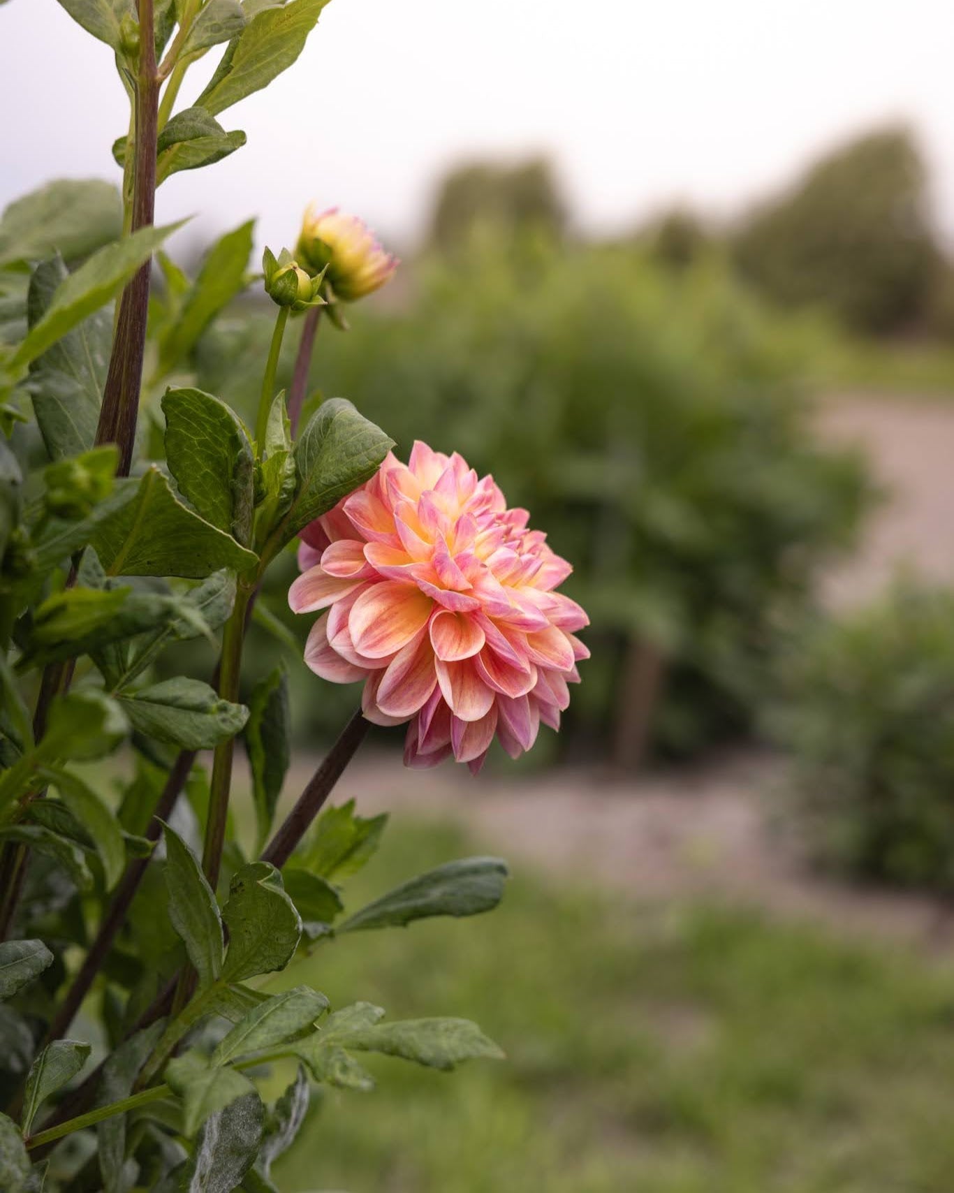 Dahlia Hapet Pastel - dekorativ georgine med nydelig fargespill i sarte pasteller