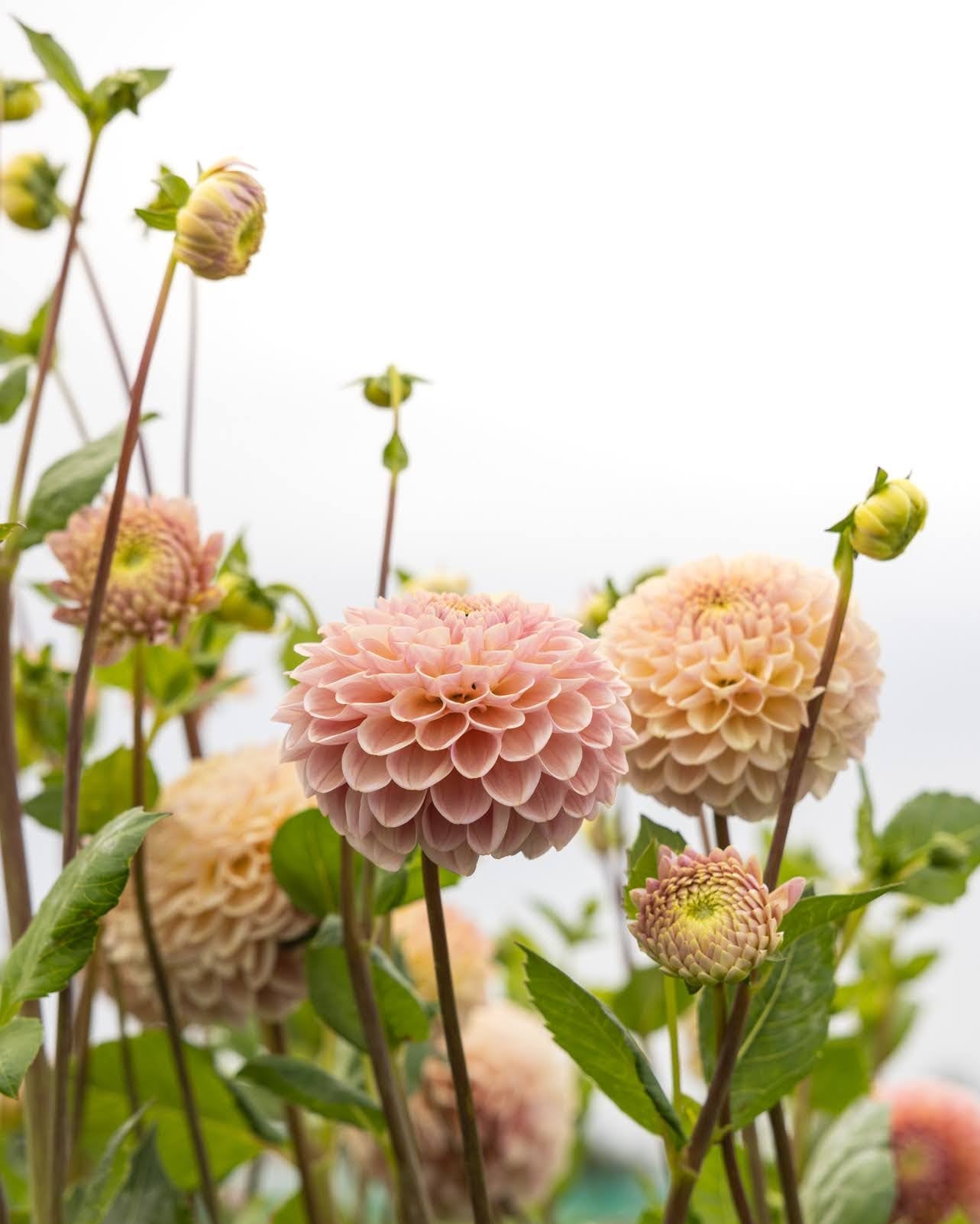 Georgine Hapet Pastel - dekorativ georgine i myke pasteller med rosa, fersken og krem