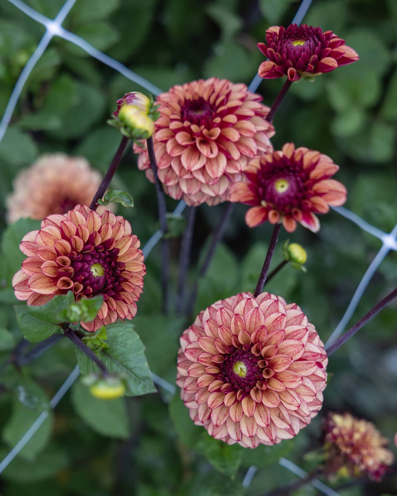 Georgine High Fidelity - ballgeorgine i gyldne høstfarger med brente toner