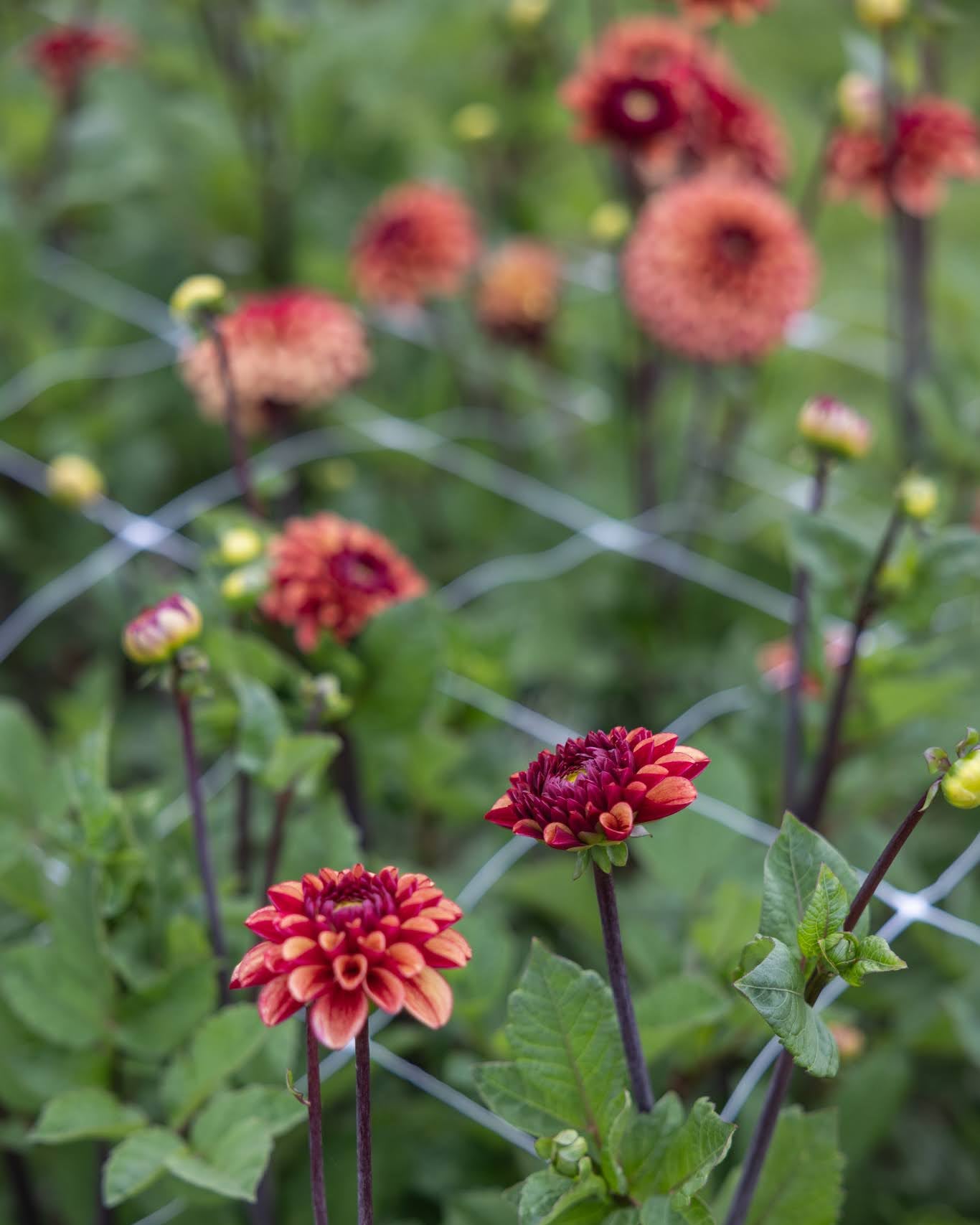 Dahlia High Fidelity - nærbilde av ballgeorgine med gylne kronblad og røde baksider