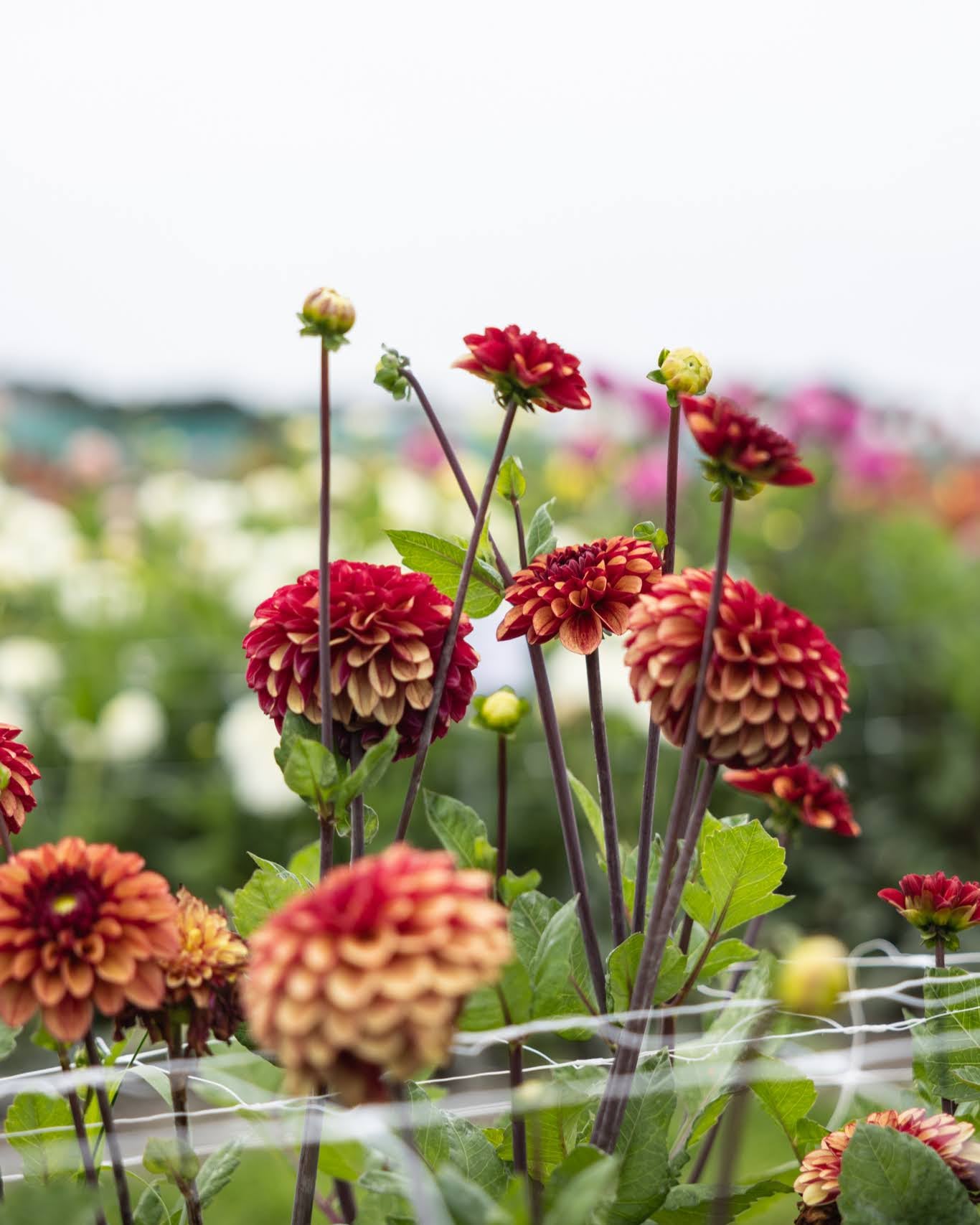 Georgine High Fidelity - ballgeorgine med gyldne forsider og dypere røde baksider