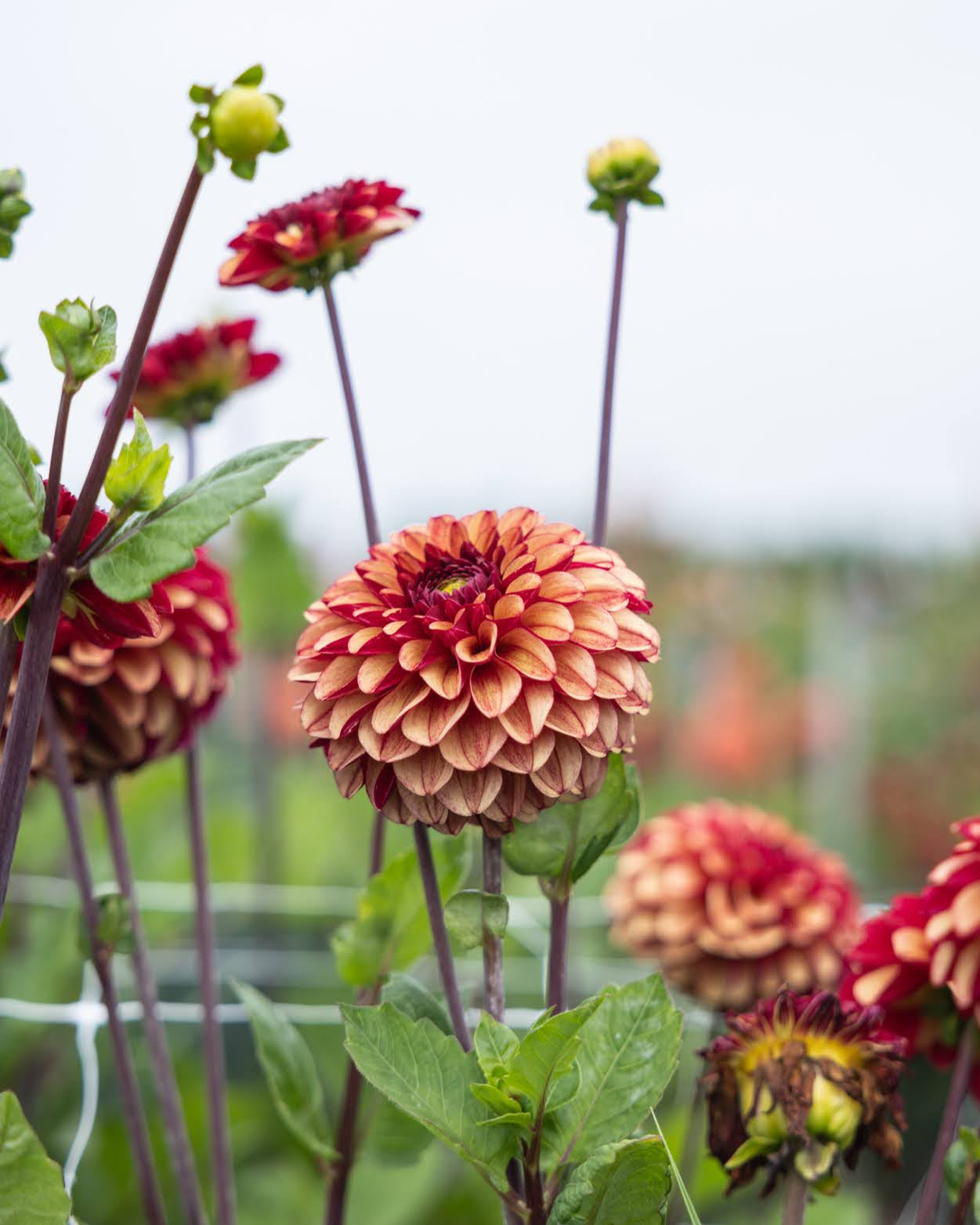 High Fidelity - ballgeorgine med kontrast mellom gyldne og røde fargetoner