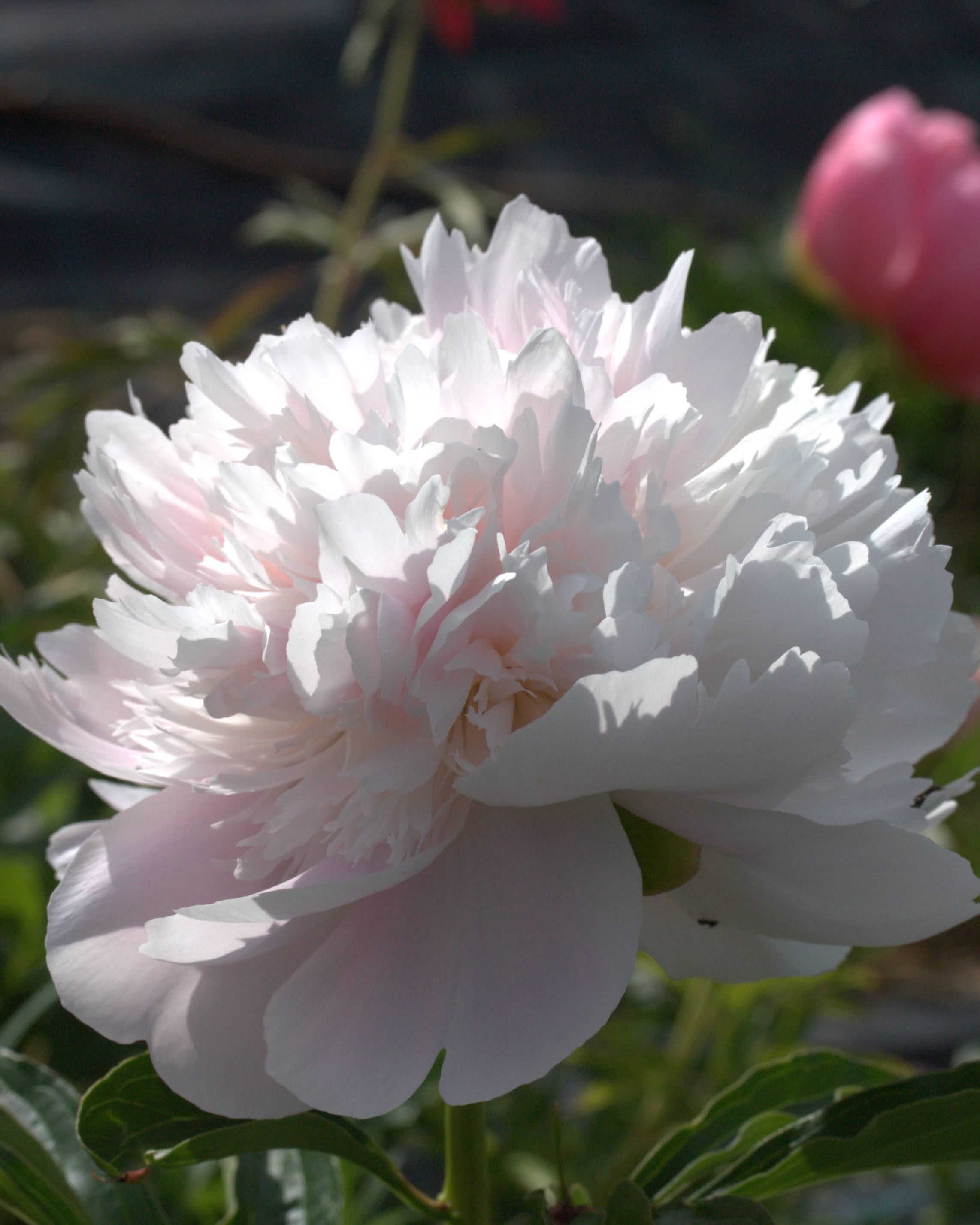 paeonia pion mrs f d roosevelt snittblomst i hagen barrot staude flerårig plante lys rosa mot hvit