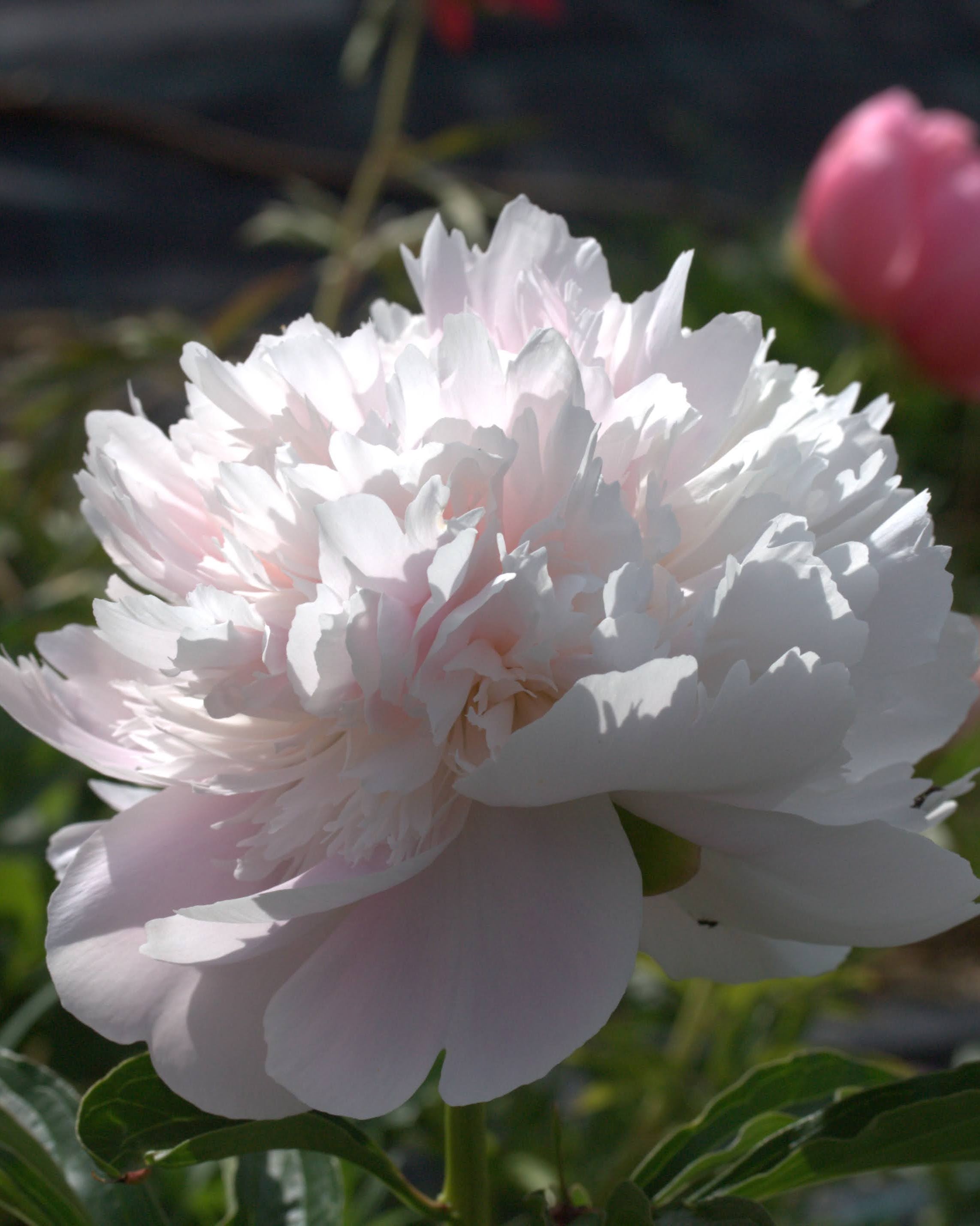 paeonia pion mrs f d roosevelt snittblomst i hagen barrot staude flerårig plante lys rosa mot hvit