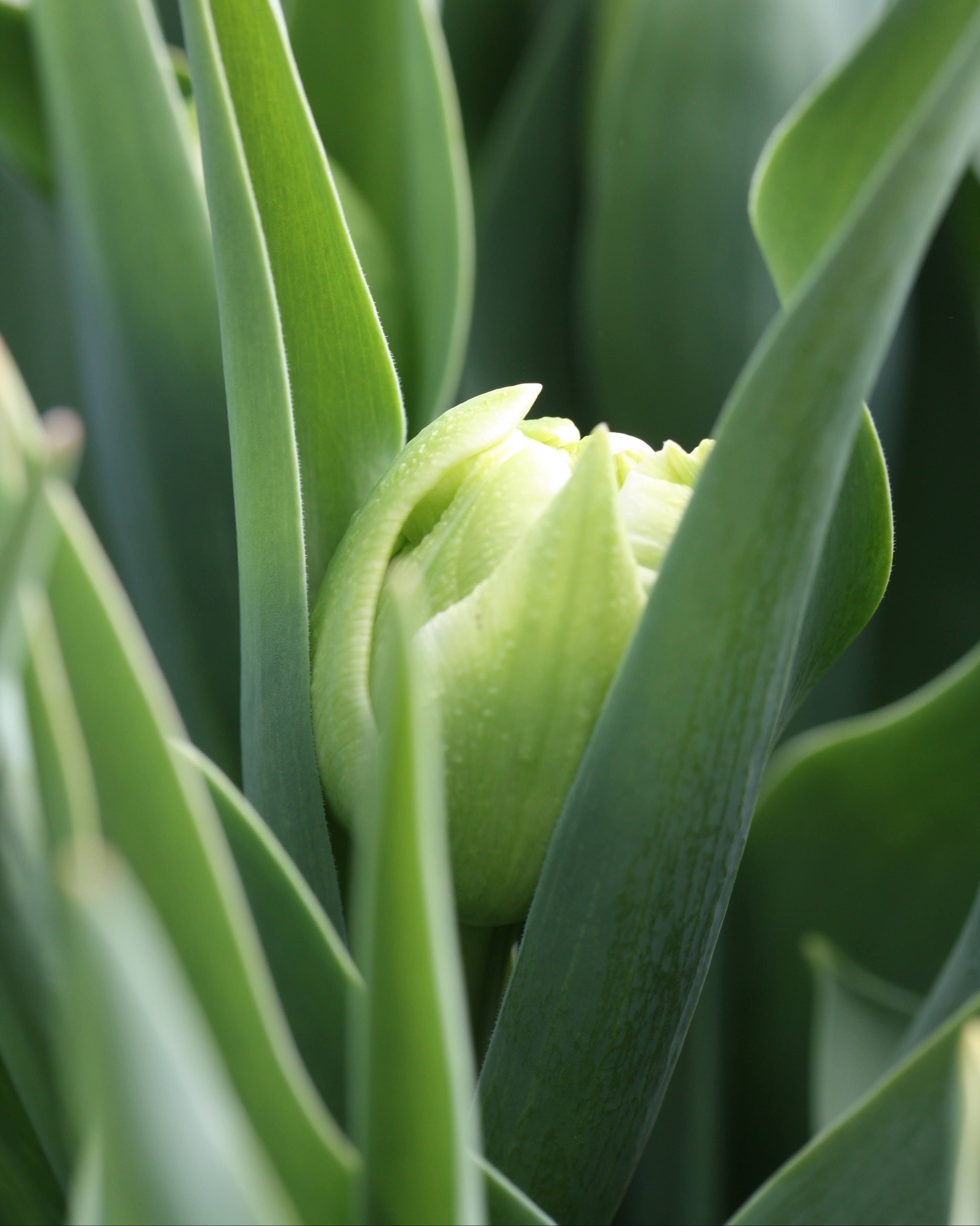 Tulipan White Valley – lukket knopp i kremhvitt med elegante grønne striper på ytre kronblad
