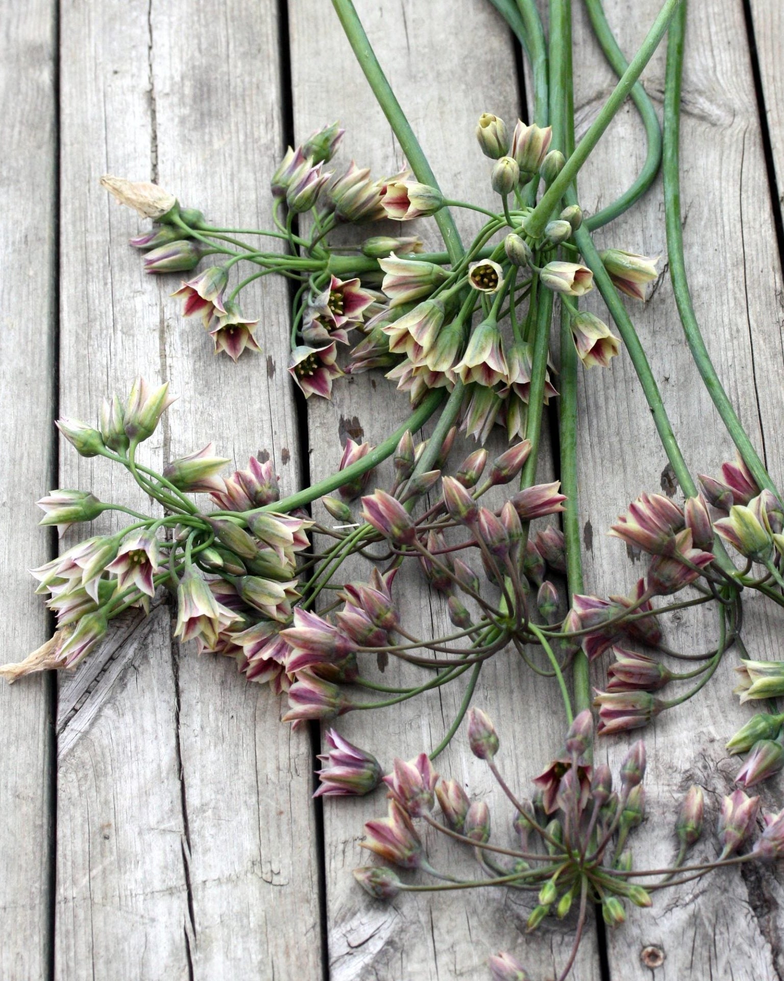 Honningløk Allium nectaroscordum – nærbilde av særpregede klokkeformede blomster med varmt fargespill