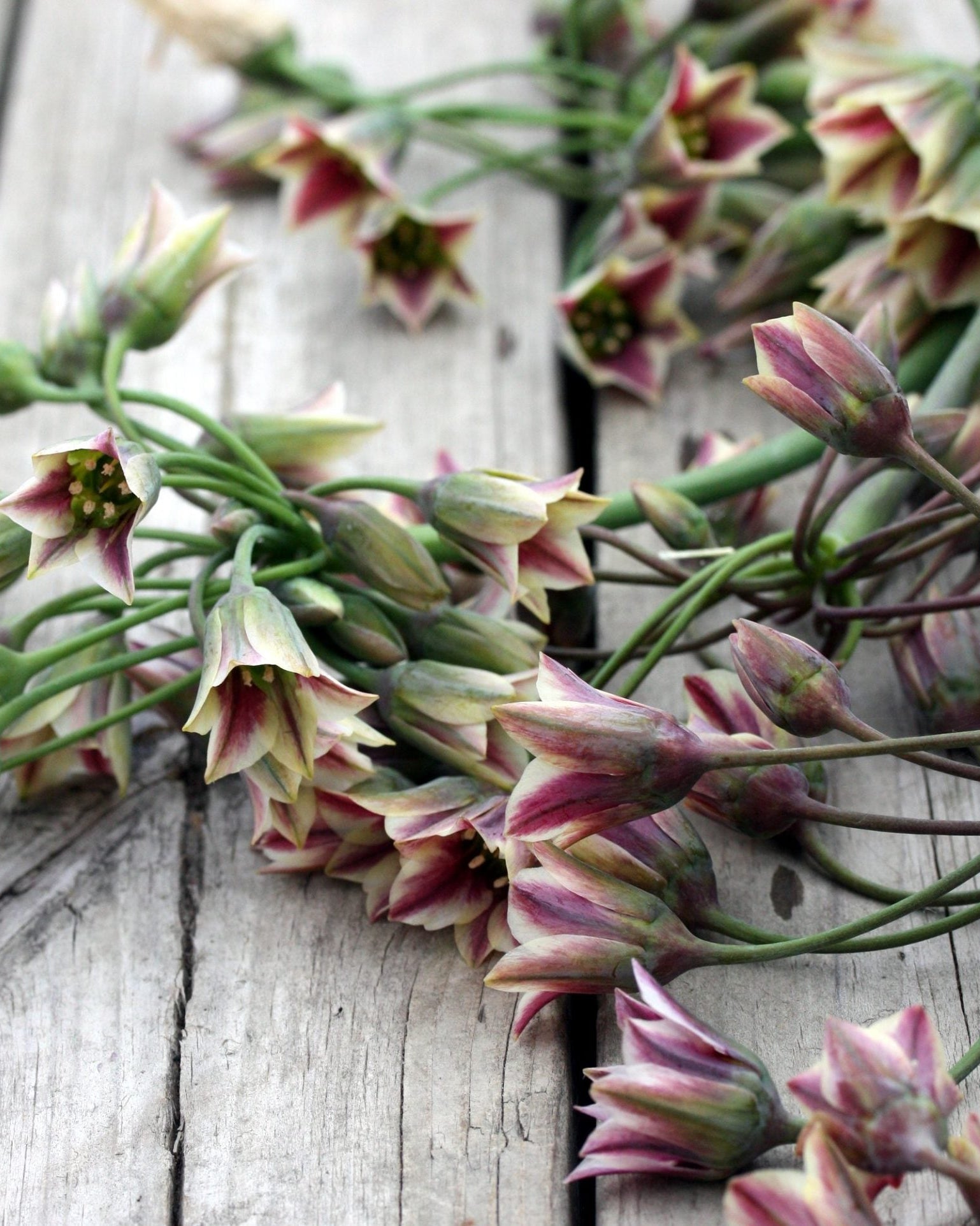 Honningløk Allium nectaroscordum – elegant plante med nikkende blomster på høy stilk, høyde ca. 80–100 cm