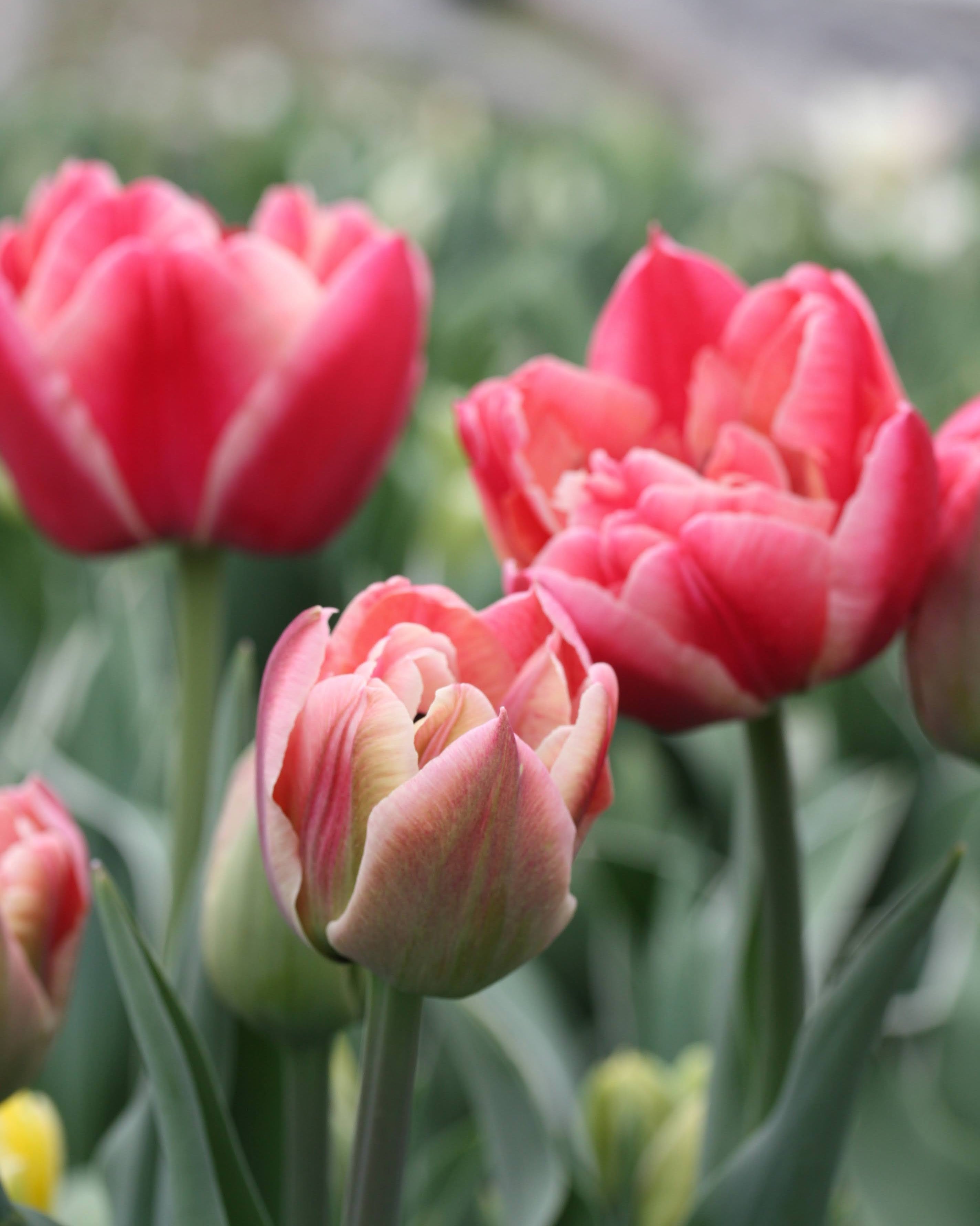 Tulipan Verona Sunrise – halvåpen fylt tulipan med fremvoksende nyanser av fersken og korall