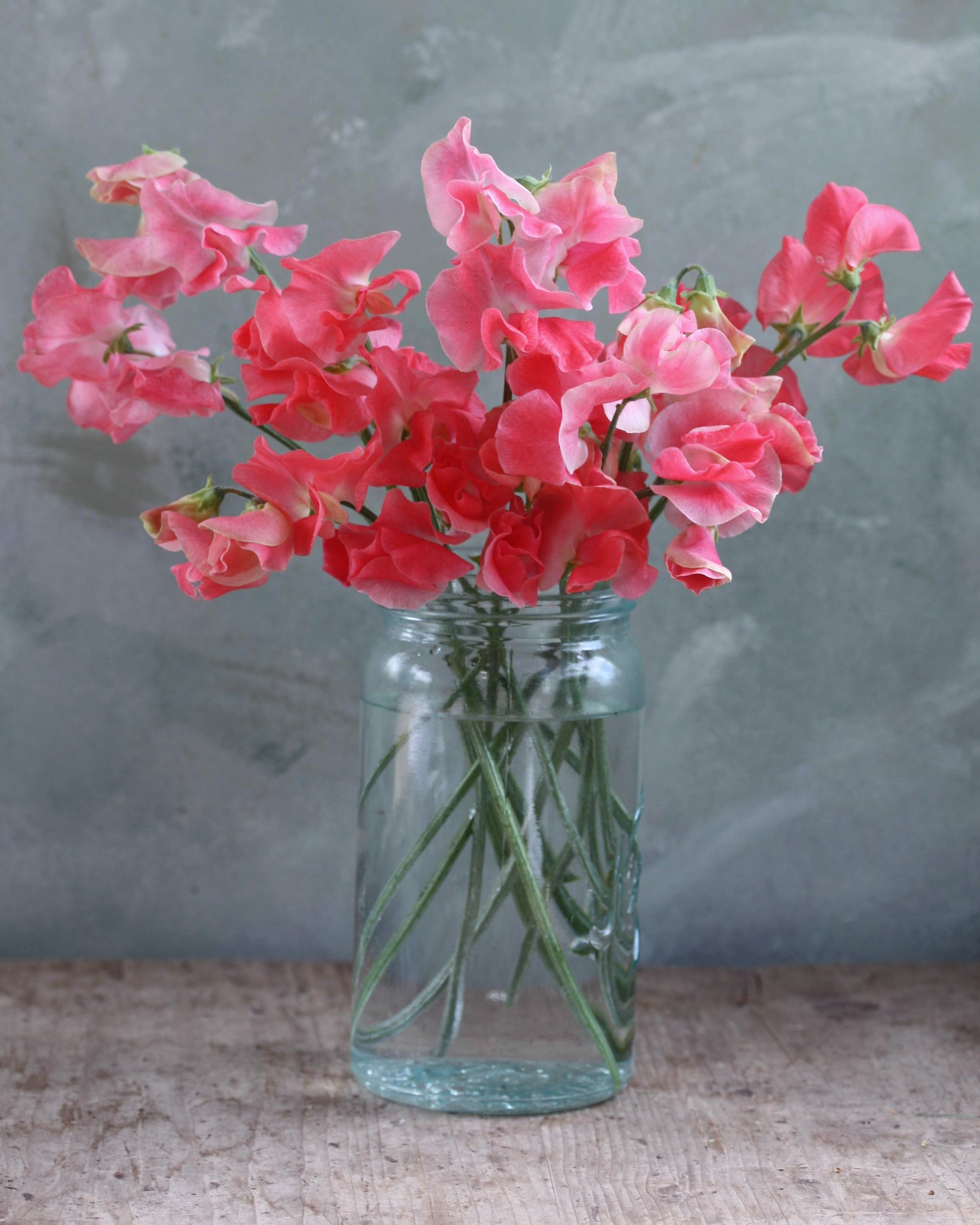 Erteblomst Tara med store blomster i korallrosa