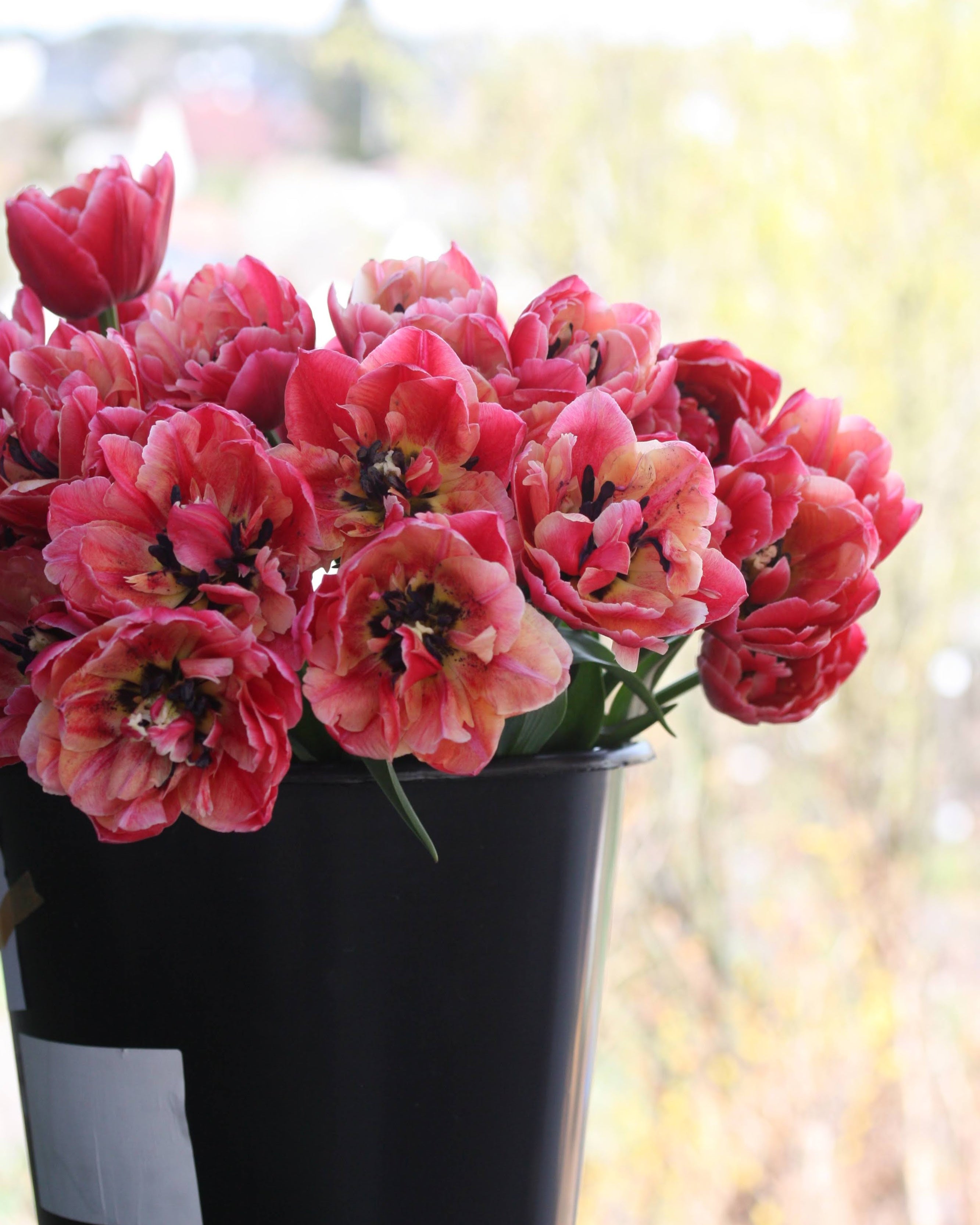 Tulipan Verona Sunrise – sterk rosa ytterside mot varme indre toner, høyde ca. 40–45 cm