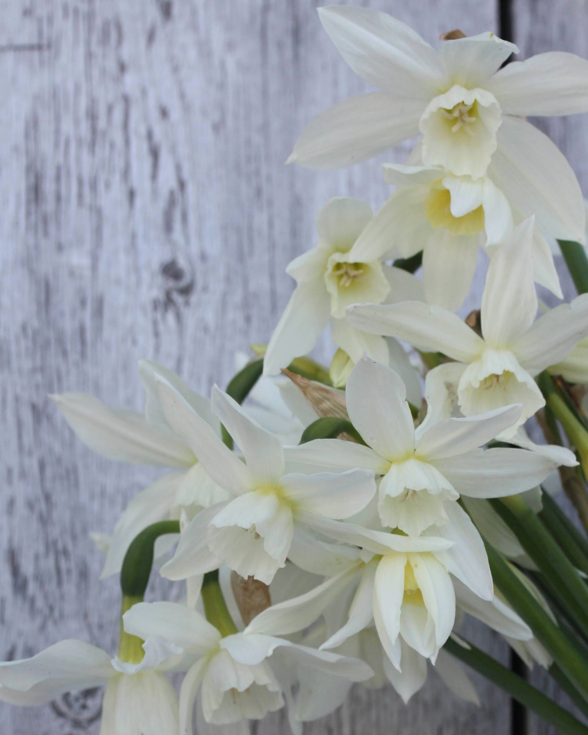 Narciss Thalia – nærbilde av elegant Triandrus-narciss med karakteristisk hengende blomsterform