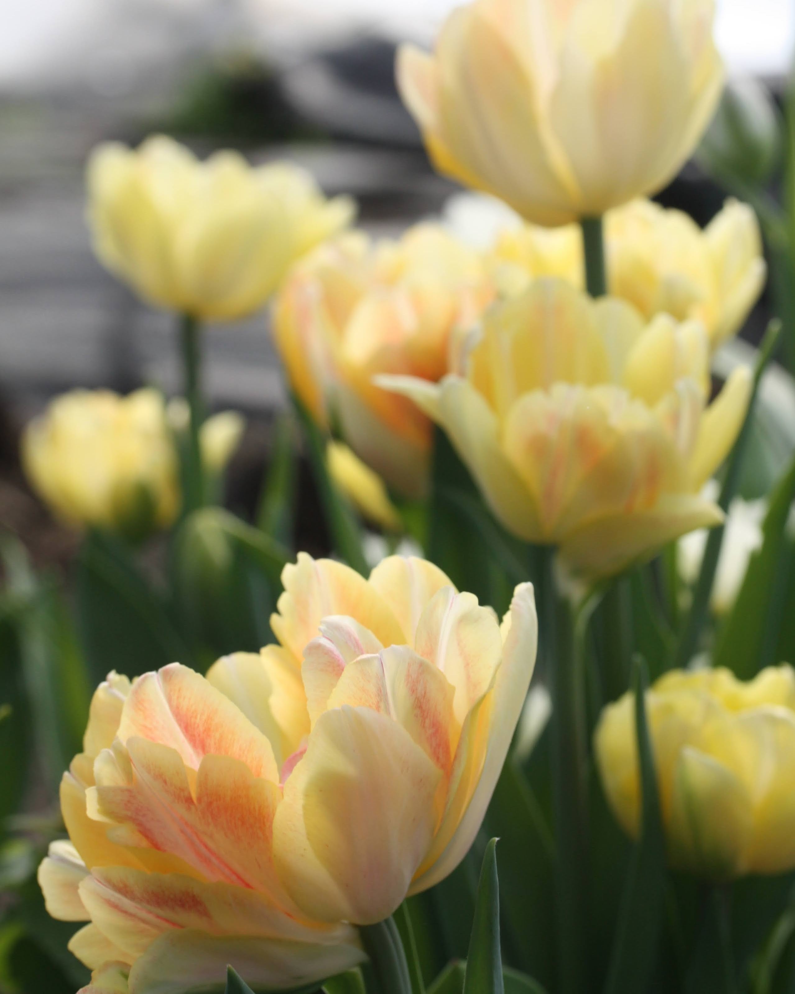 Tulipan Foxy Foxtrot – fullt åpen blomst med fargespill i fersken, aprikos og gyllen krem