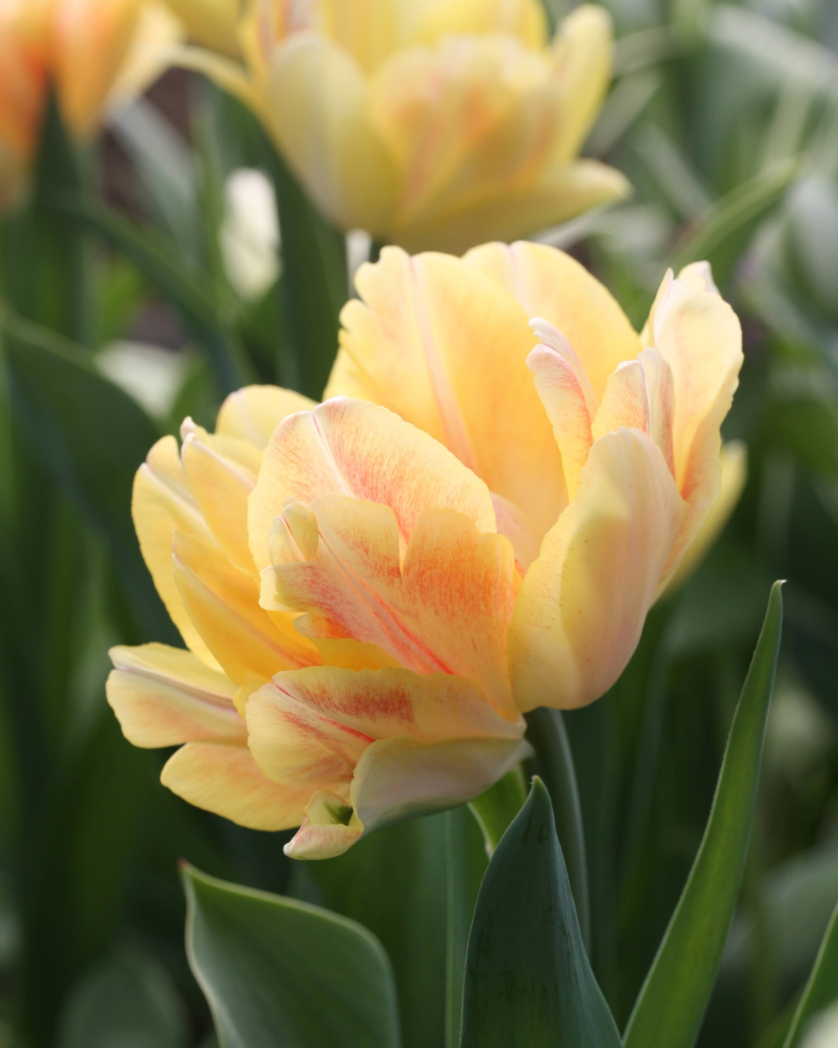Tulipan Foxy Foxtrot – gruppe av fylte tidlige tulipaner i bed eller krukke