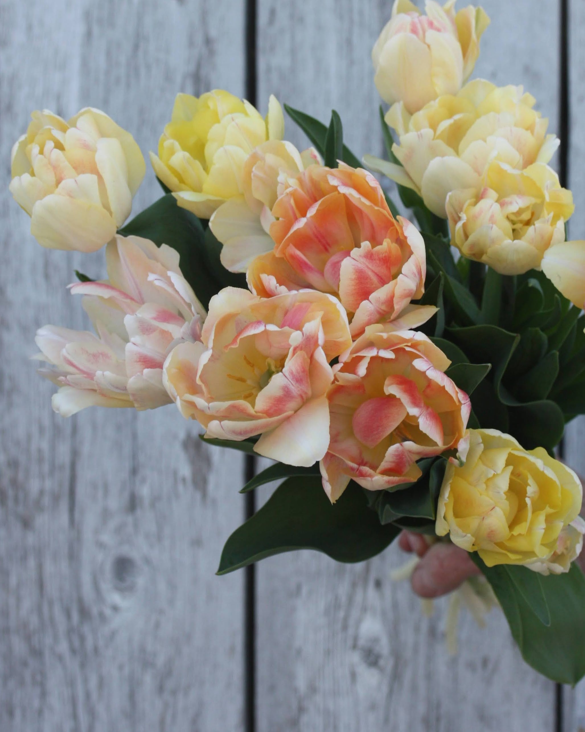 Tulipan Foxy Foxtrot – duftende fylt tulipan i krukke, høyde ca. 35–40 cm