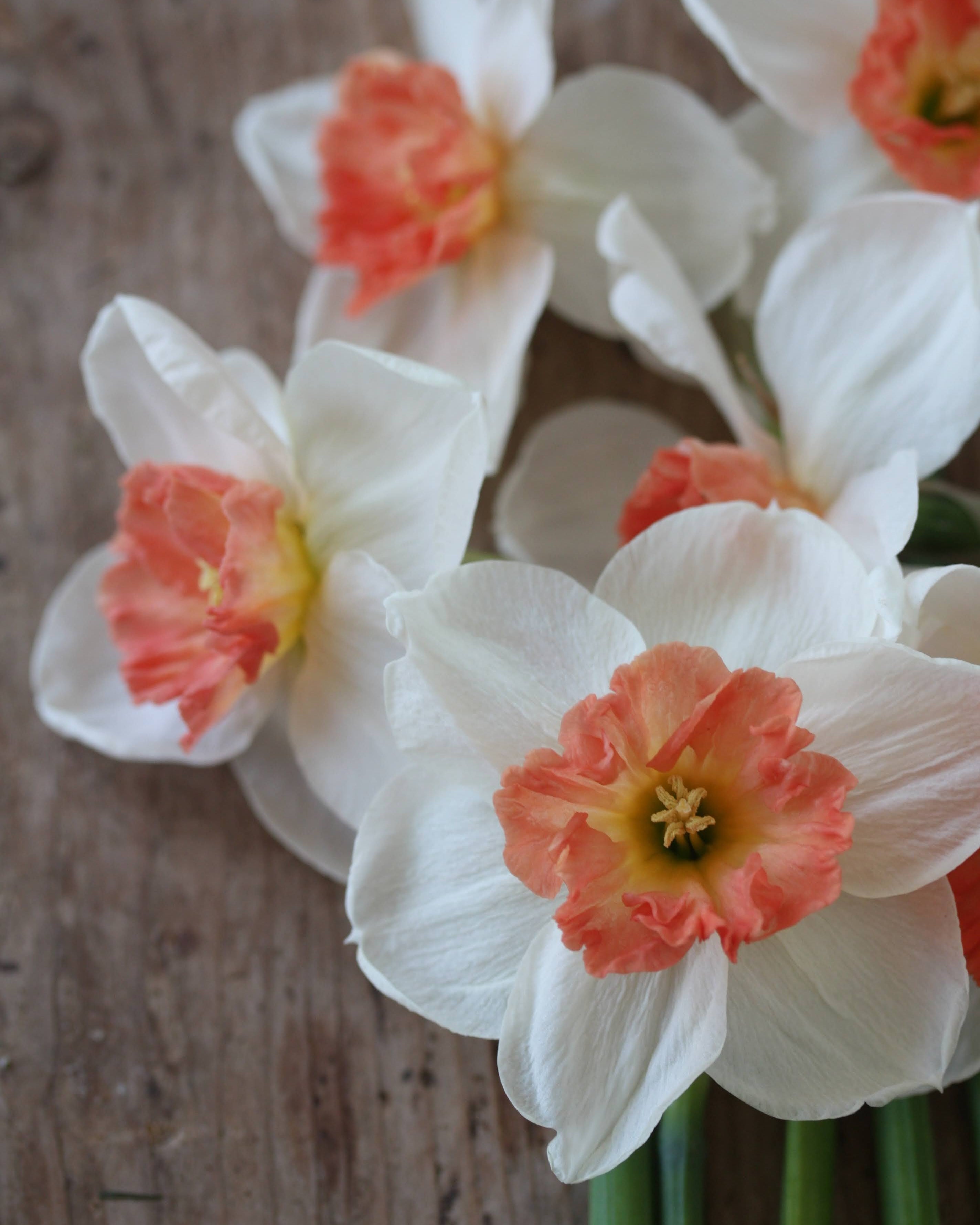 Narciss Precocious – kraftig blomst med kremhvit bakgrunn og levende varm krone