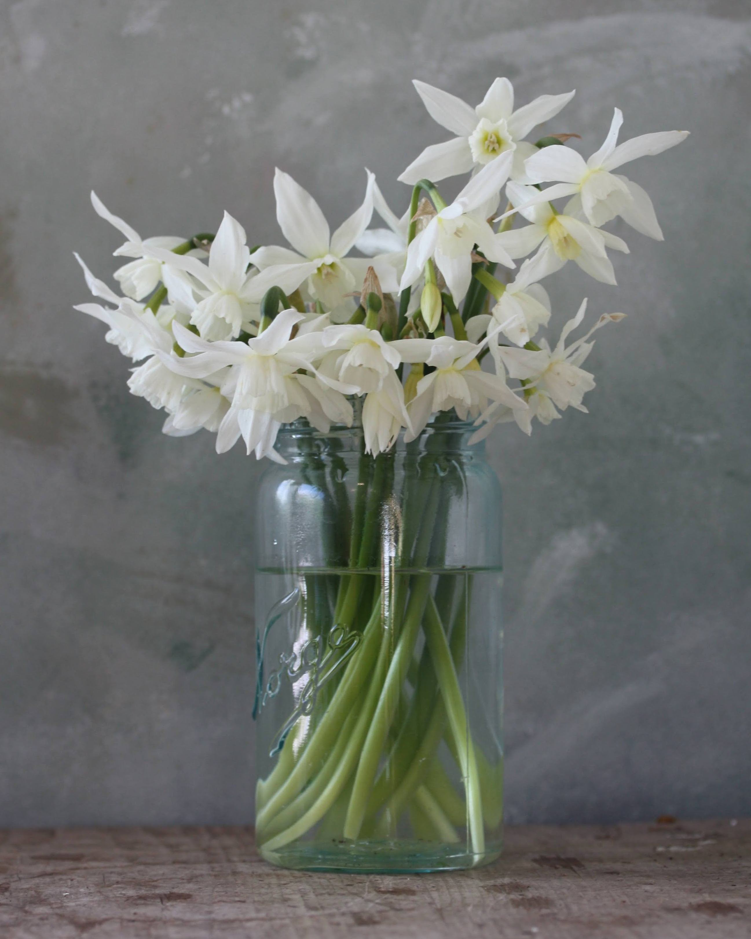 Narciss Thalia – stilk med opptil tre renhvite blomster som gir god volumeffekt
