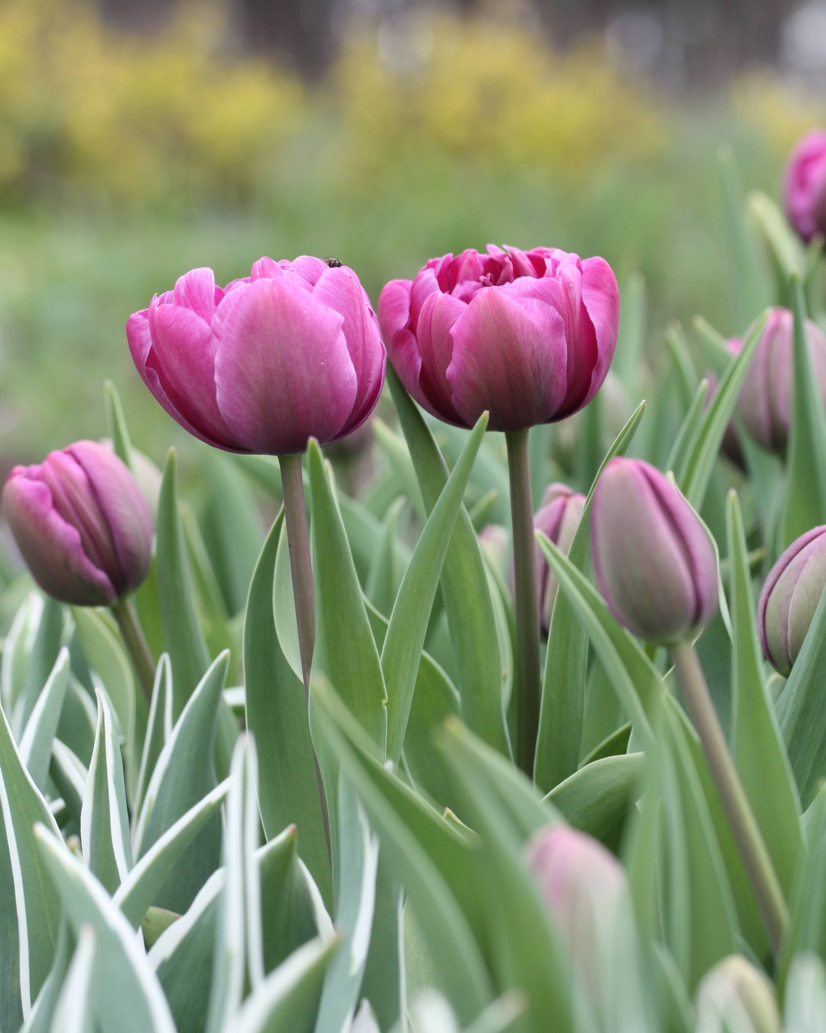 Tulipan Blue Diamond – halvåpen fylt tulipan med tette purpurfargede kronblad