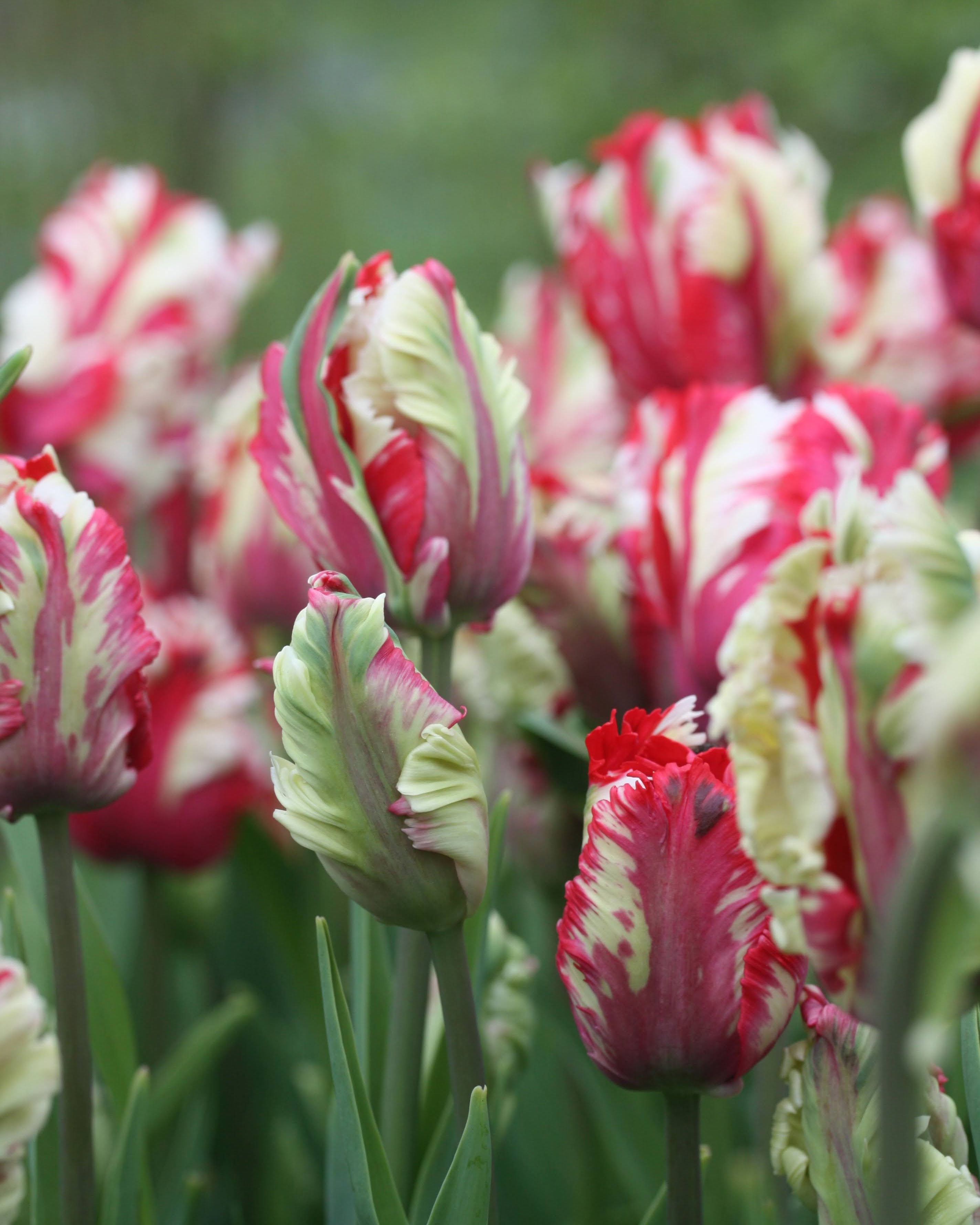 Tulipan Estella Reijnveld – halvåpen papegøyetulipan med bølgende kronblad i rødt og hvitt