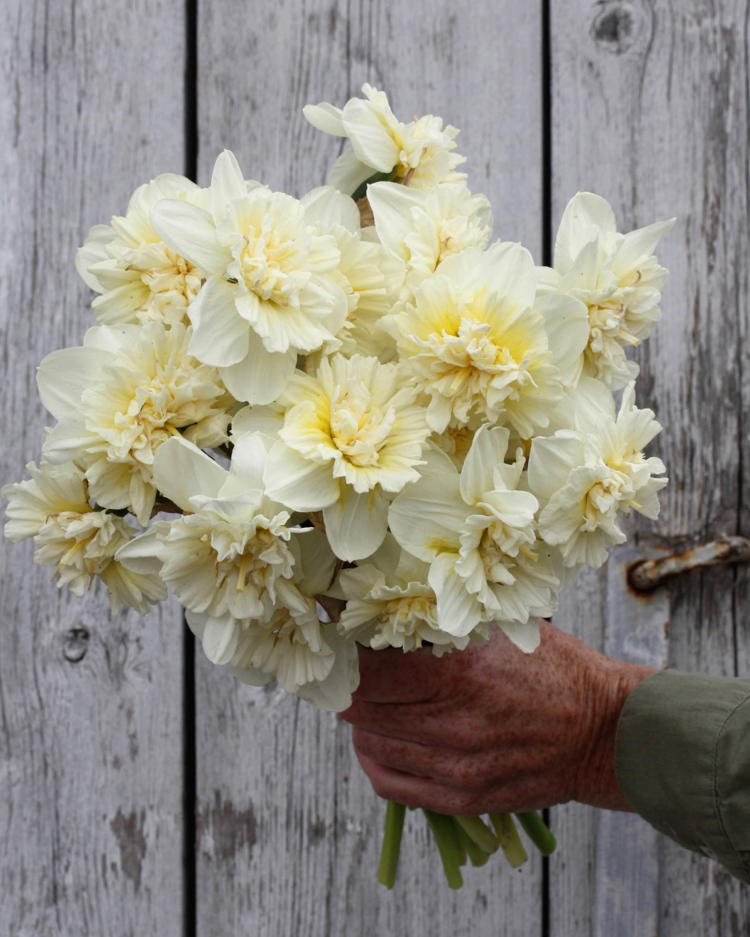Narciss Ice King – tett fylt blomst i krem og elfenben med sitrongult innerst, lik en lys nellik